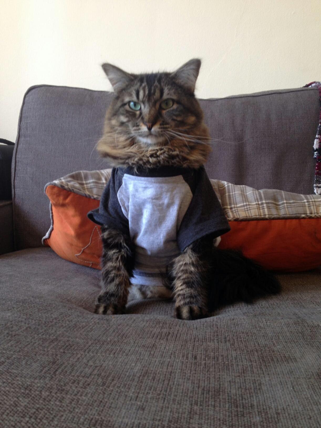 Kid Cat
