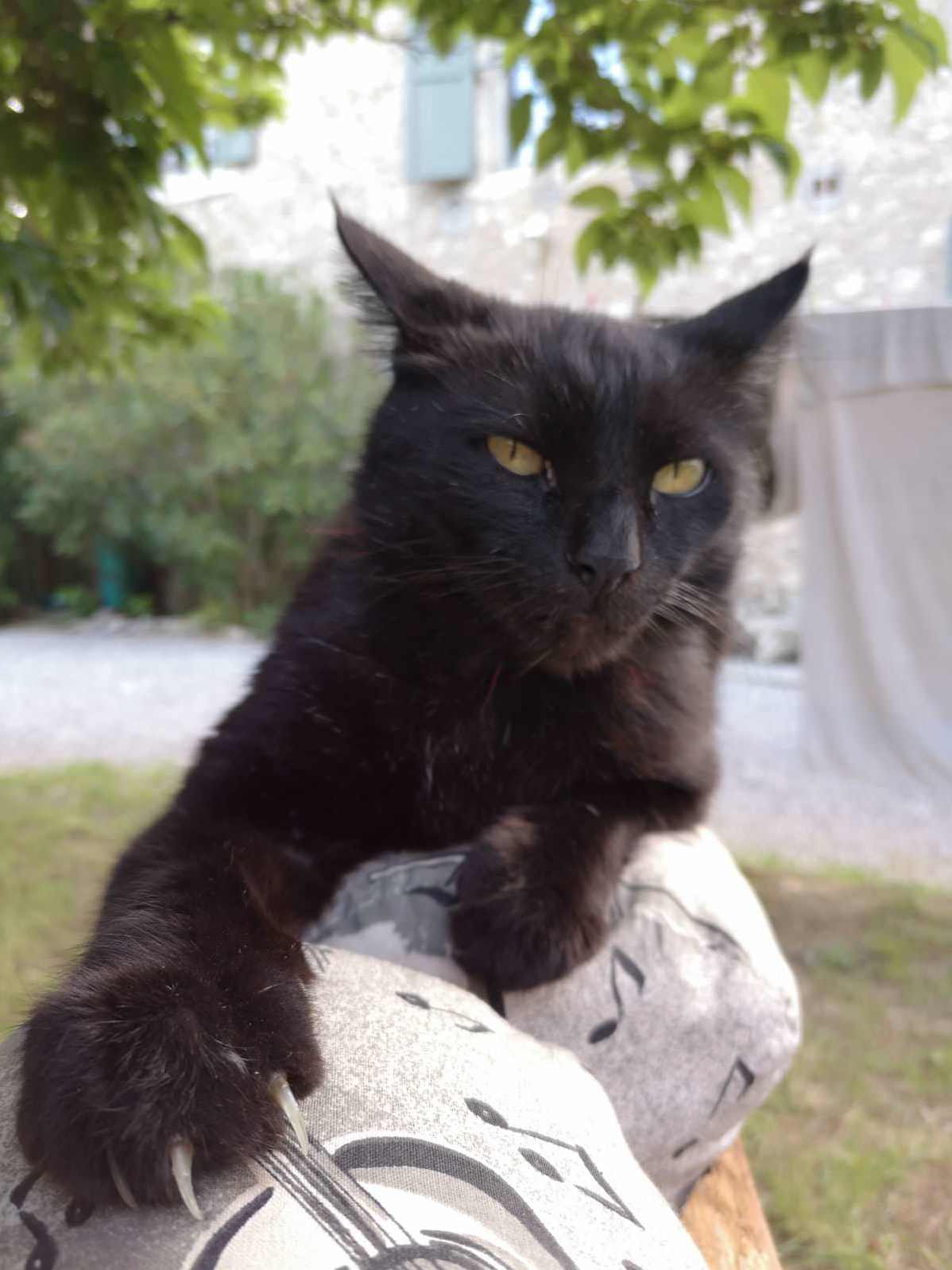 King of the Garden!