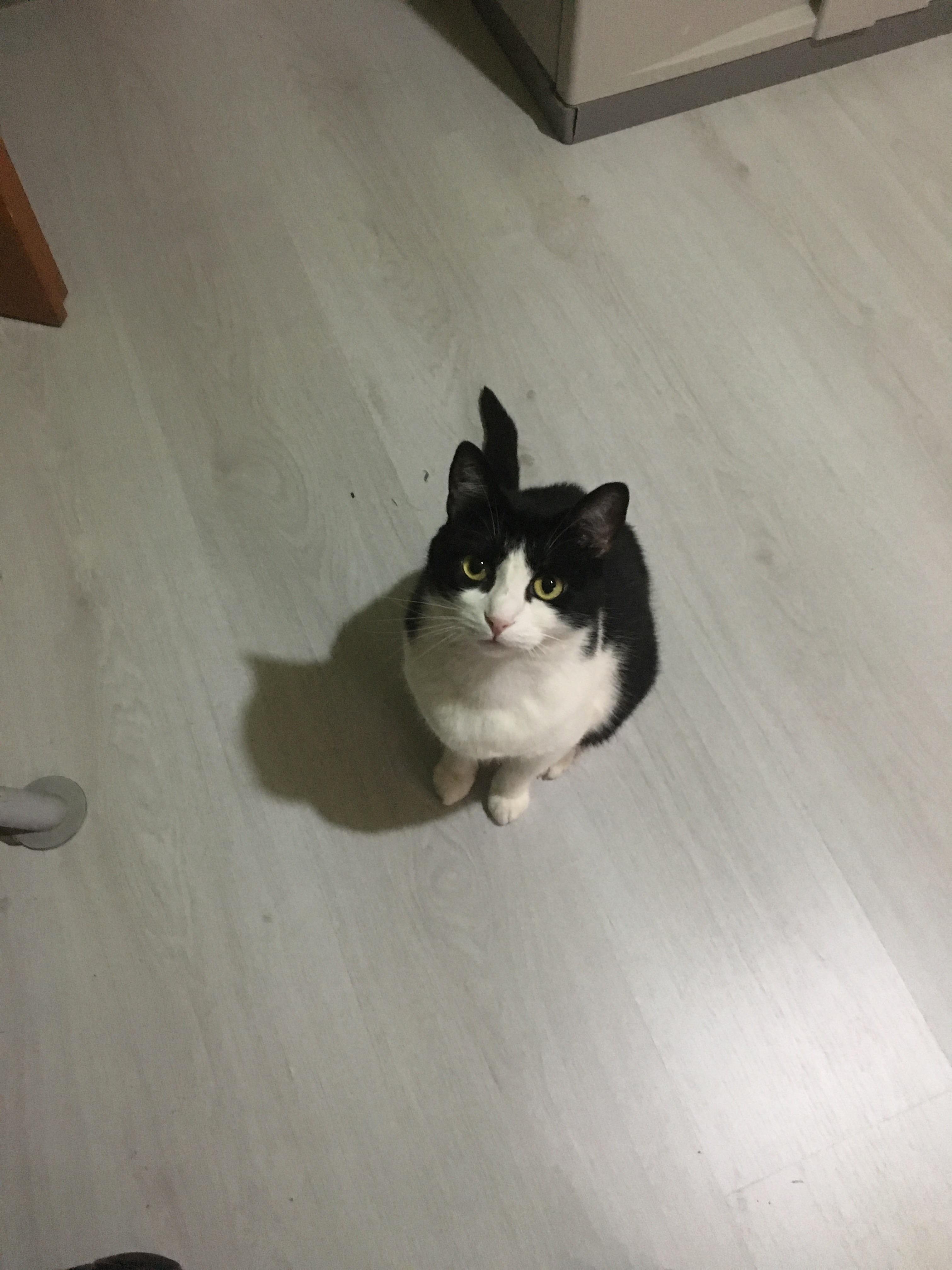 Kira Waiting for Her Dinner