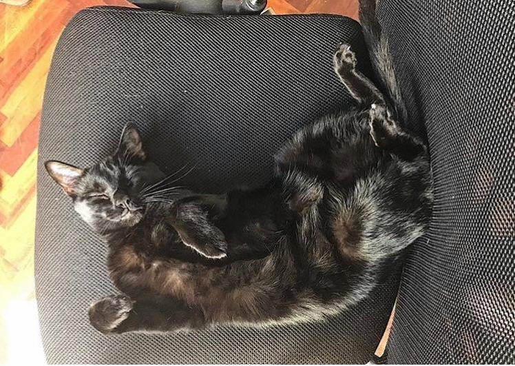 Kiri Taking a Nap