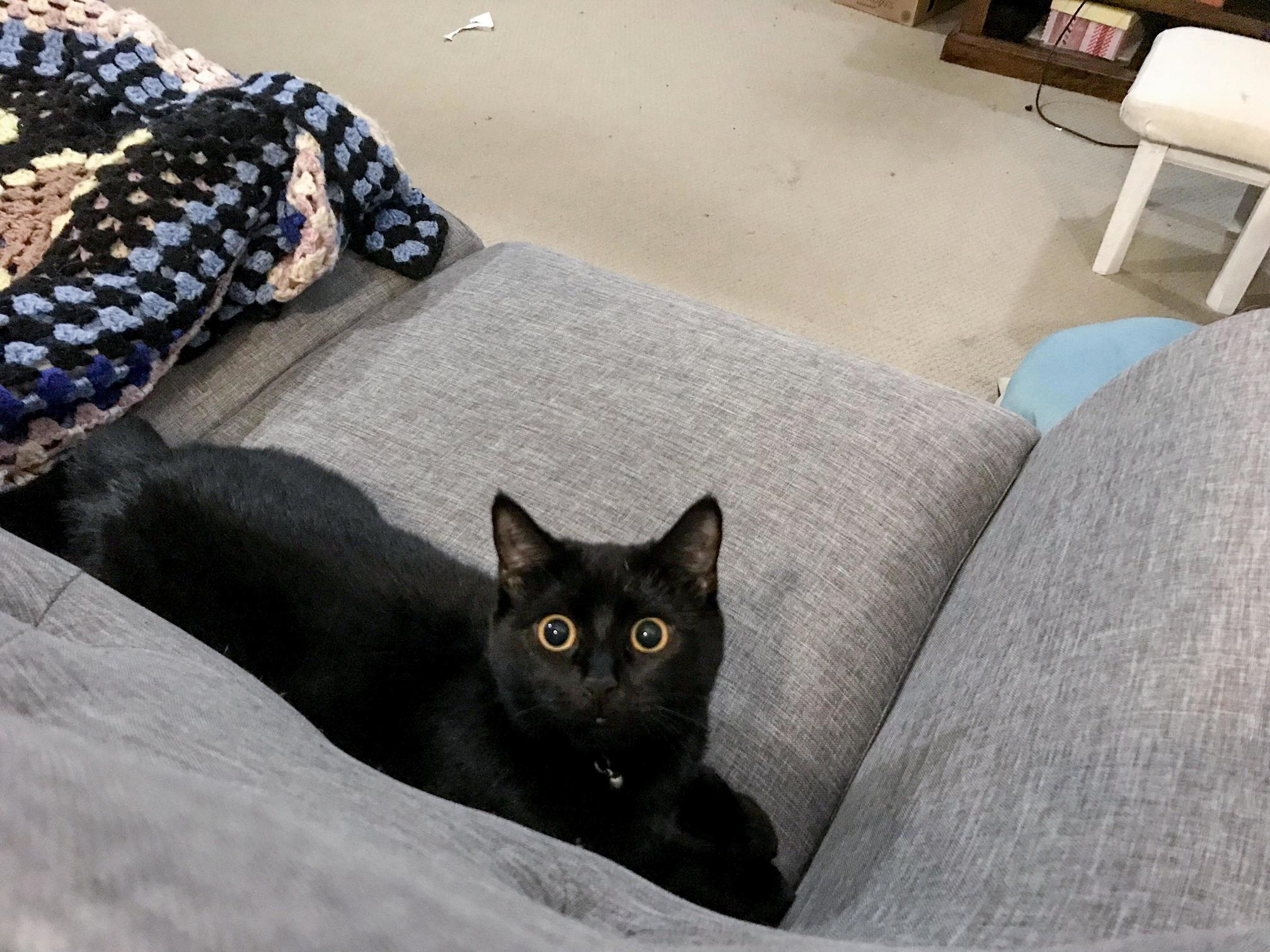 Kitten Activated...