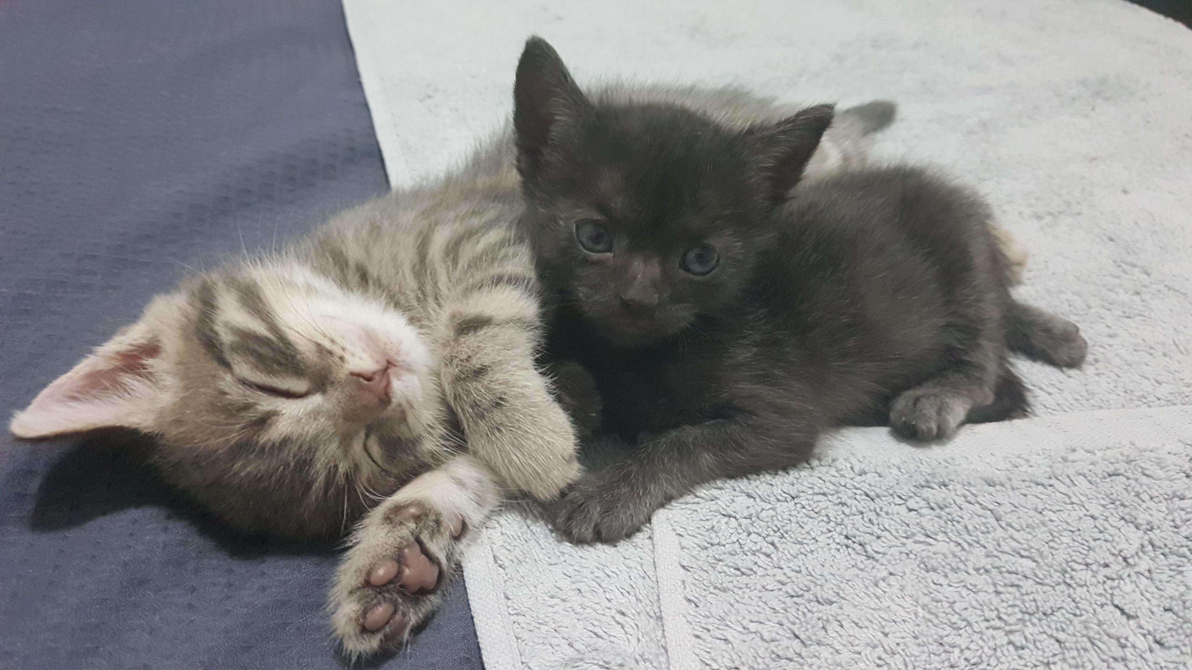 Kitten Snuggles )