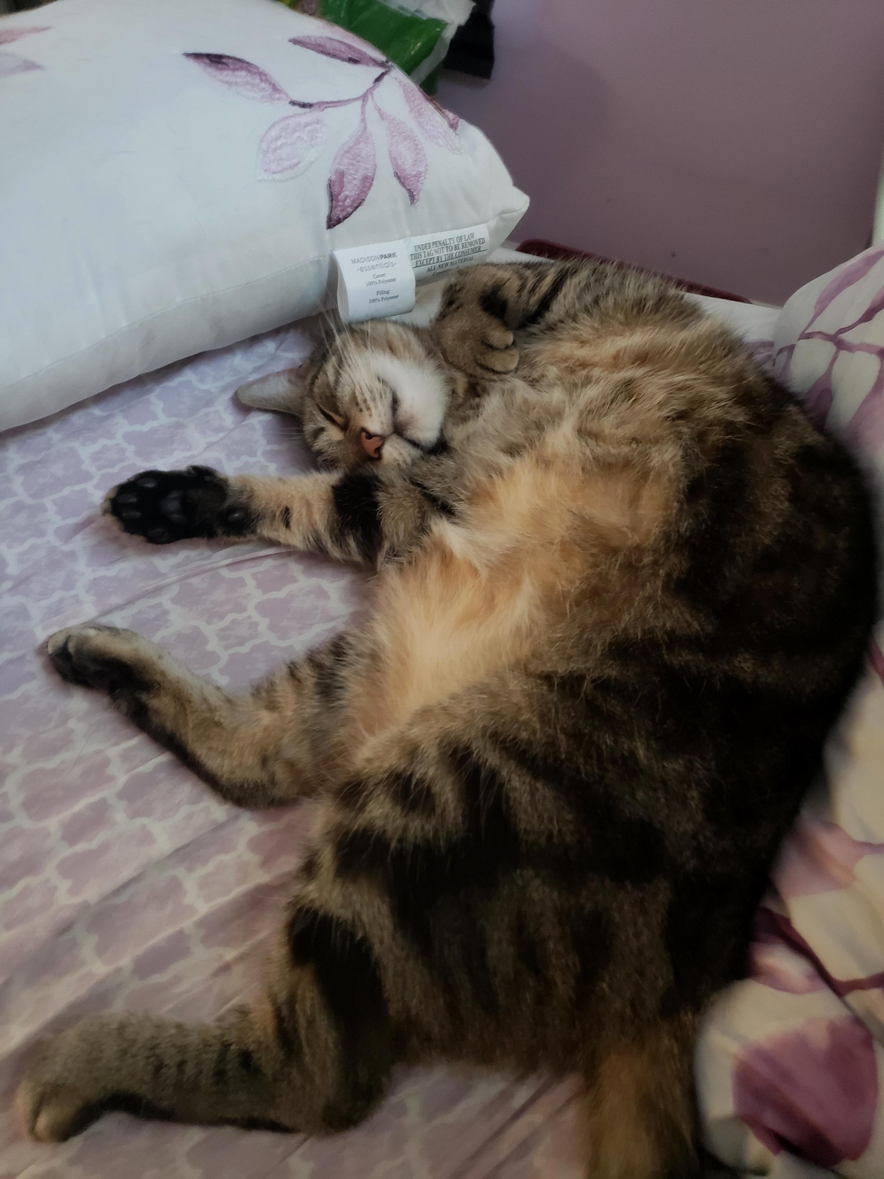 Kitty Belly! Pippy Likes Her Sleep.