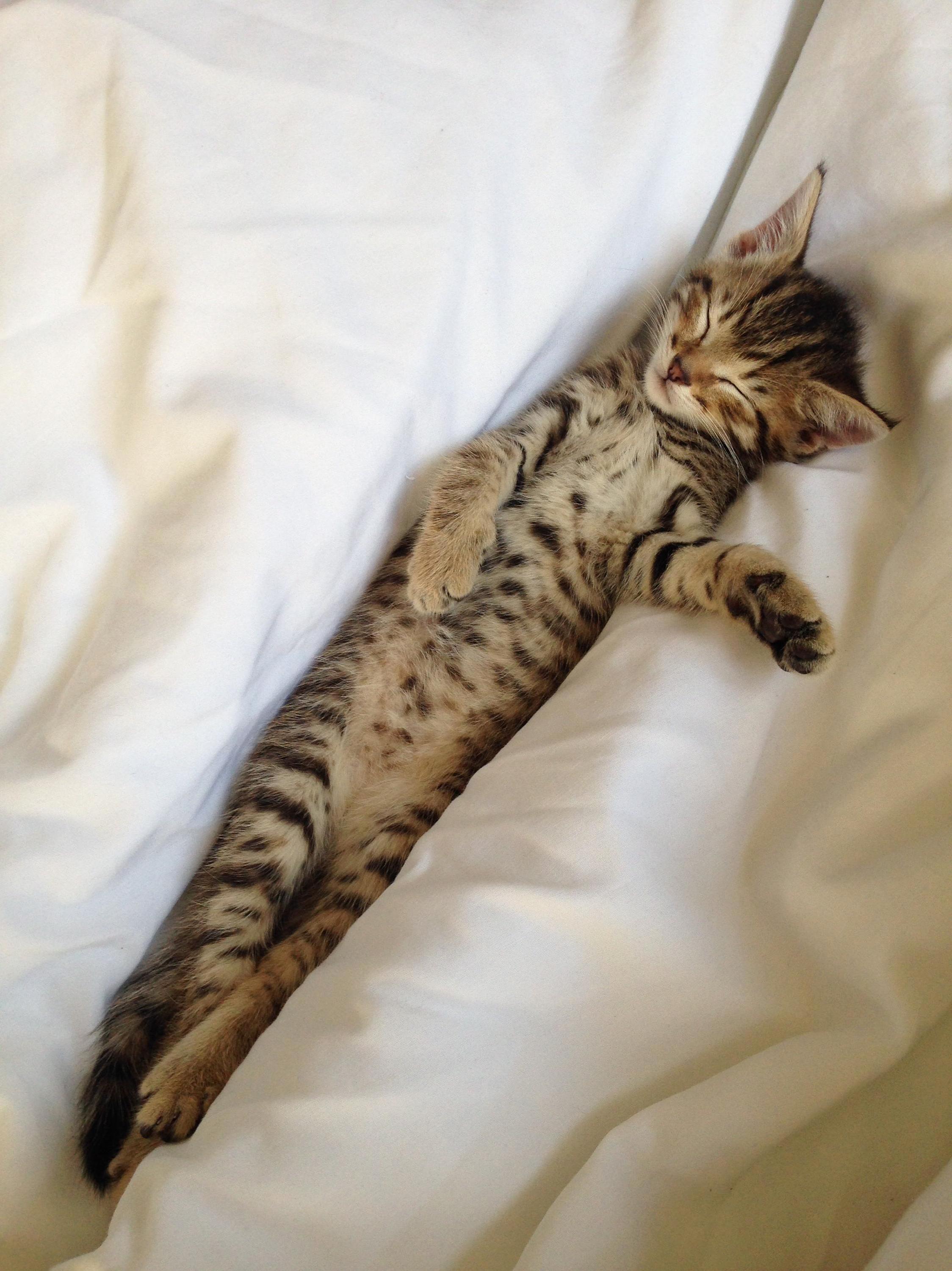 Kitty Dreams!