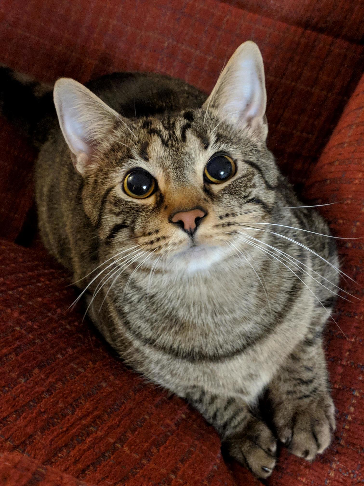 Kiwi Becomes Pretty Photogenic If I Dangle His Mouse Toy by the Camera