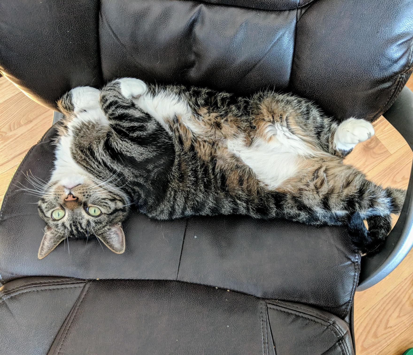 Lazy Cat!