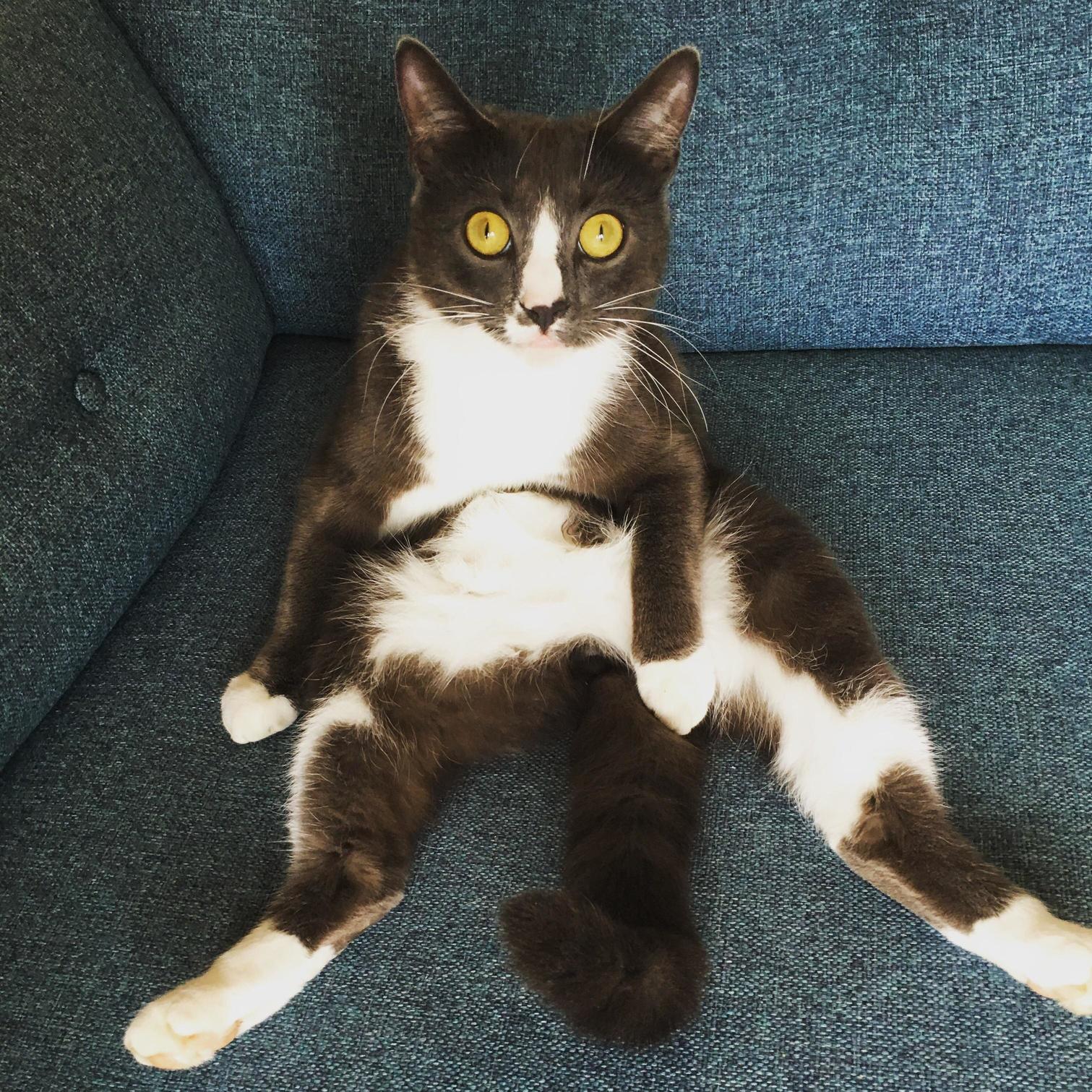 Lennie Sitting How the Hoomans Do