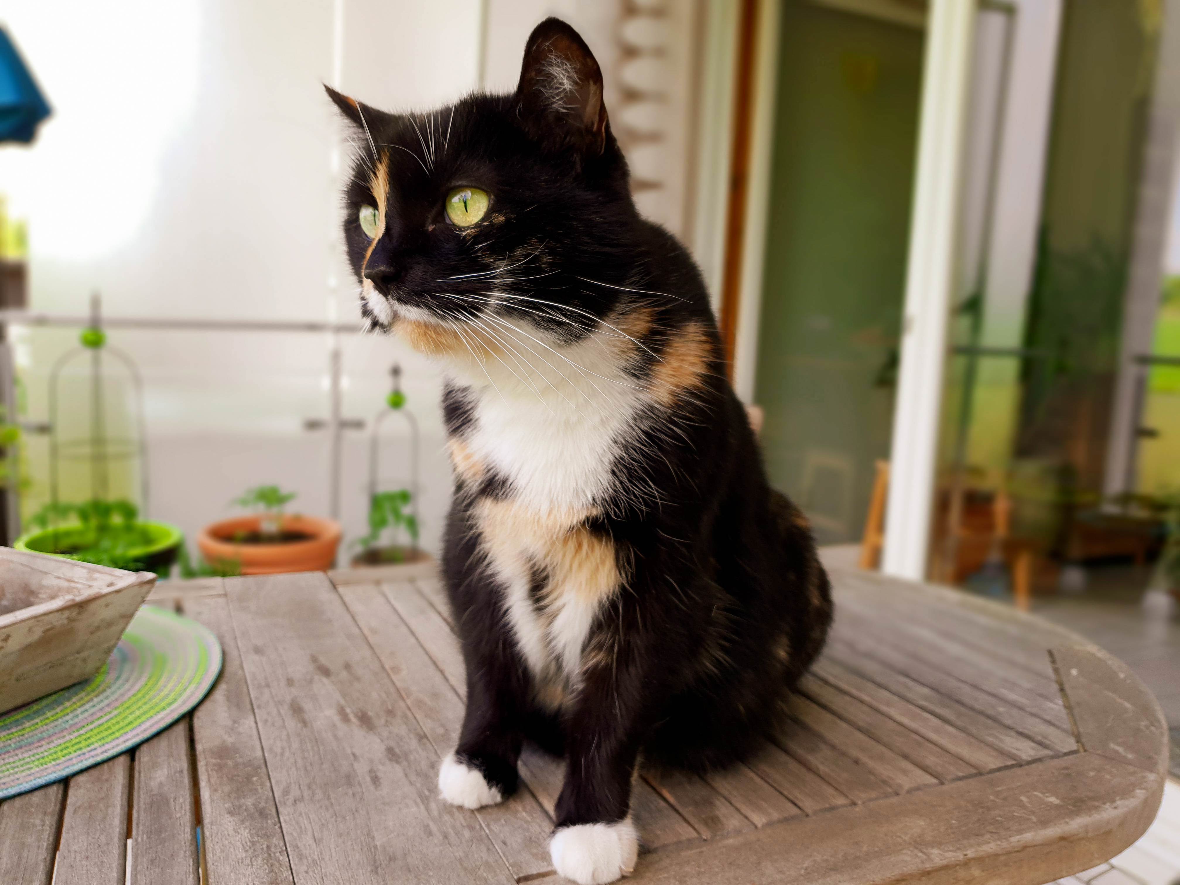 Lilly, the Grumpiest and Oldest of My Cats, Enjoying the Sun.