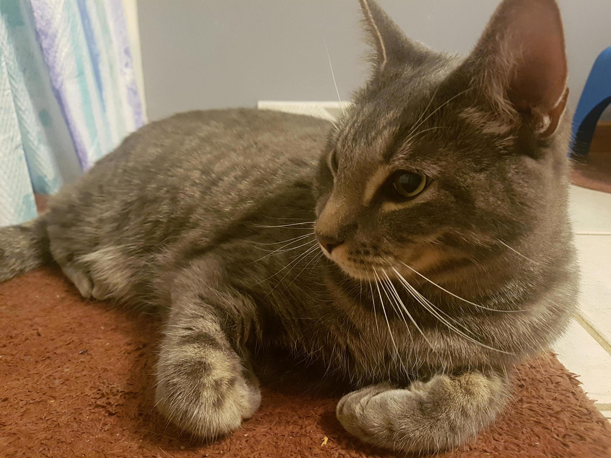 Link Likes to Hang Out in the Bathroom with Me... He Wont Admit It but He Just Wants to Be Around Me