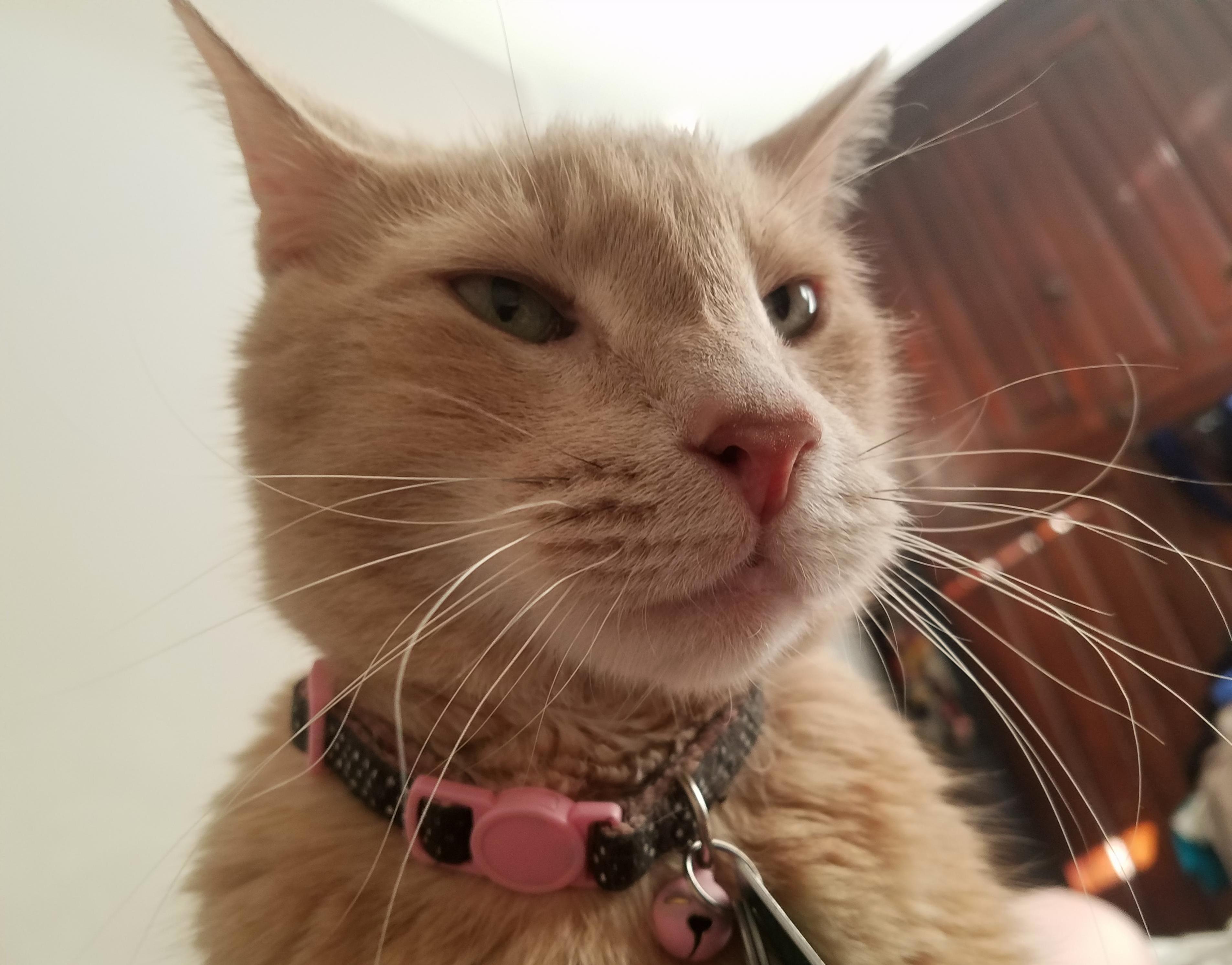 Little Man and His Crazy Whiskers