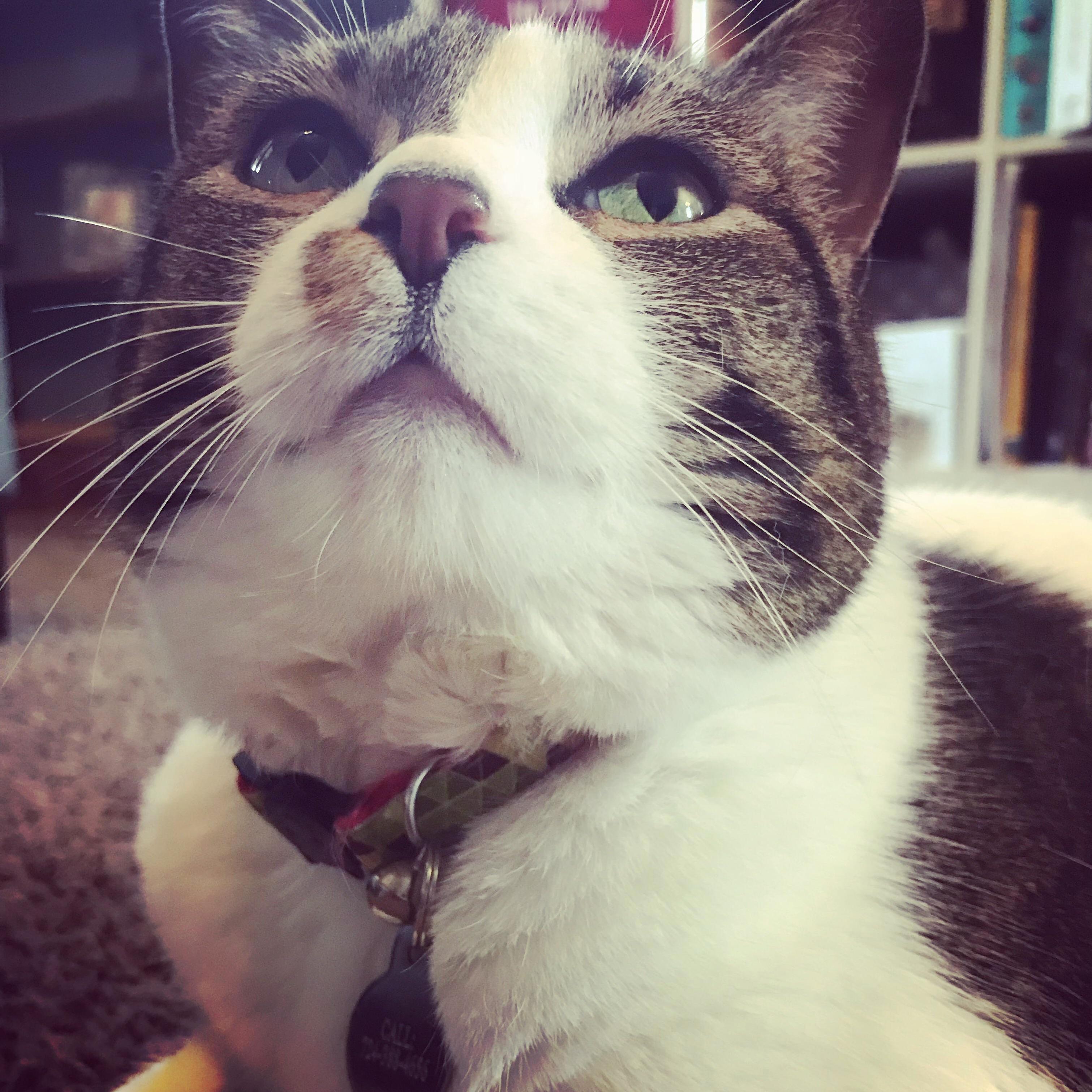 Little Nose