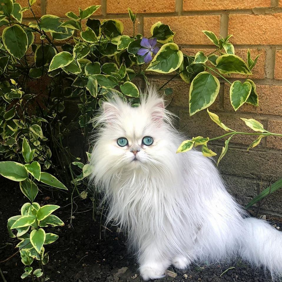 Look, I Founded a Flower for You!