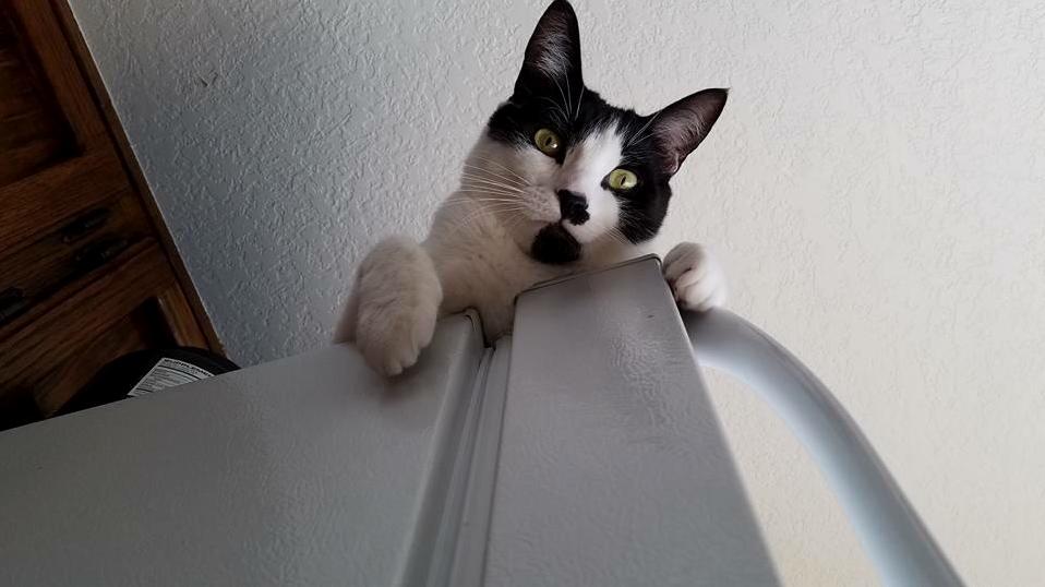 Looking Down on His Subjects