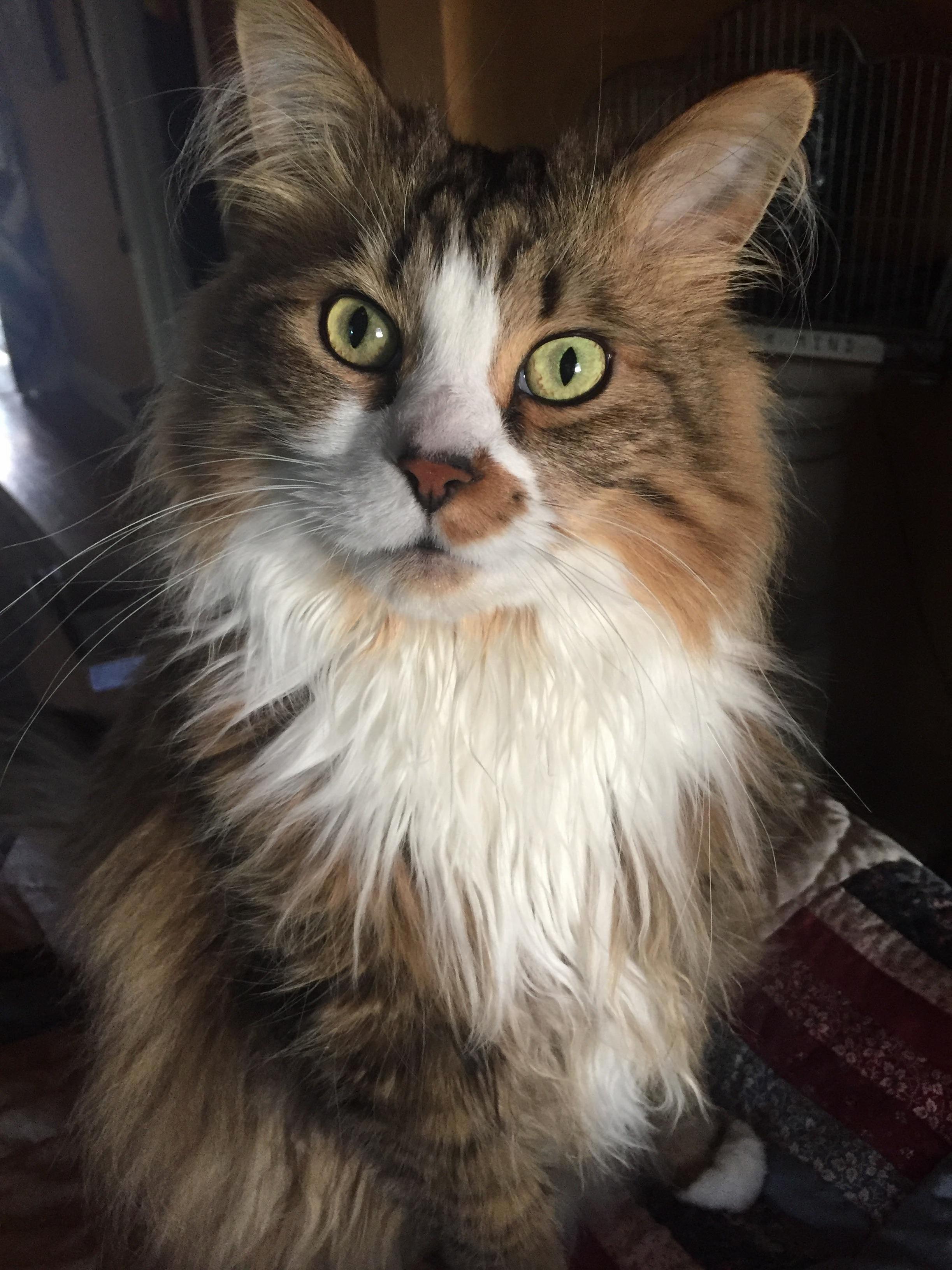 Looks Like I Woke Bucket Up When I Came Home from Work Early. He Doesnt Like Surprises.