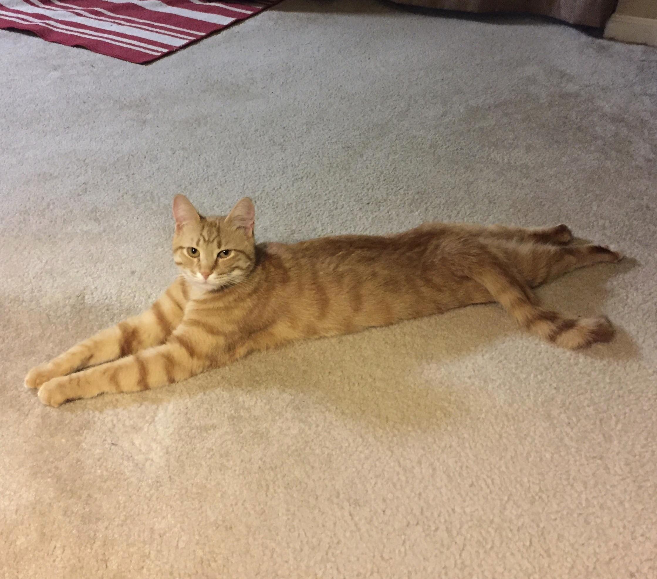 Looooong Cat Likes to Stretch