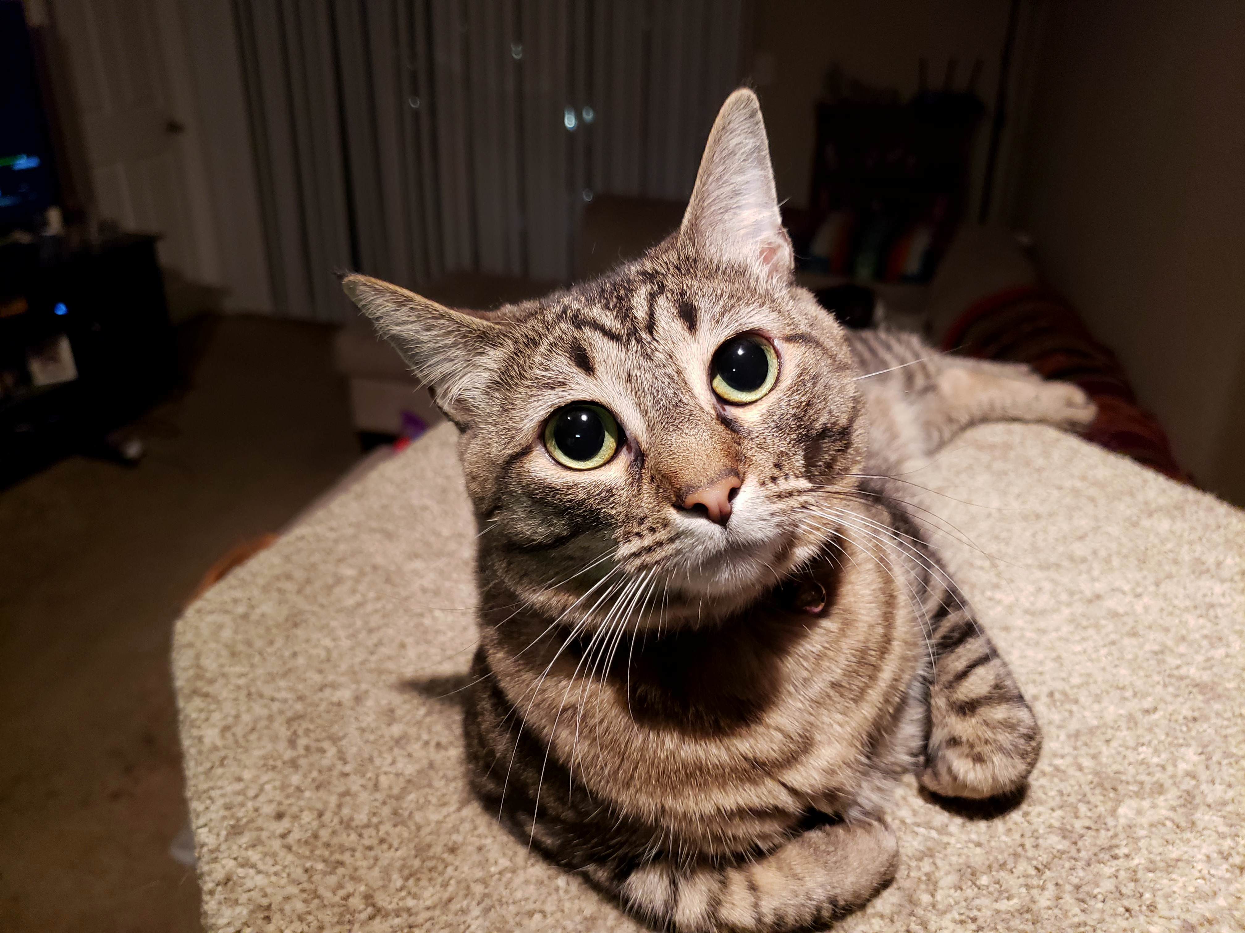 Luna Is a Photogenic Kitty