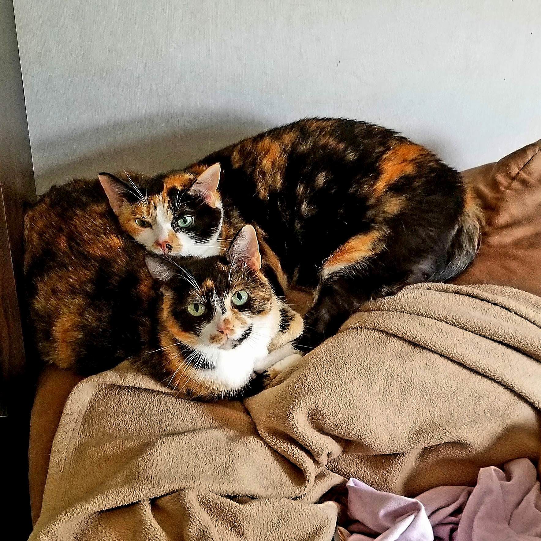 Mama Cat Elliot and Baby Chilling