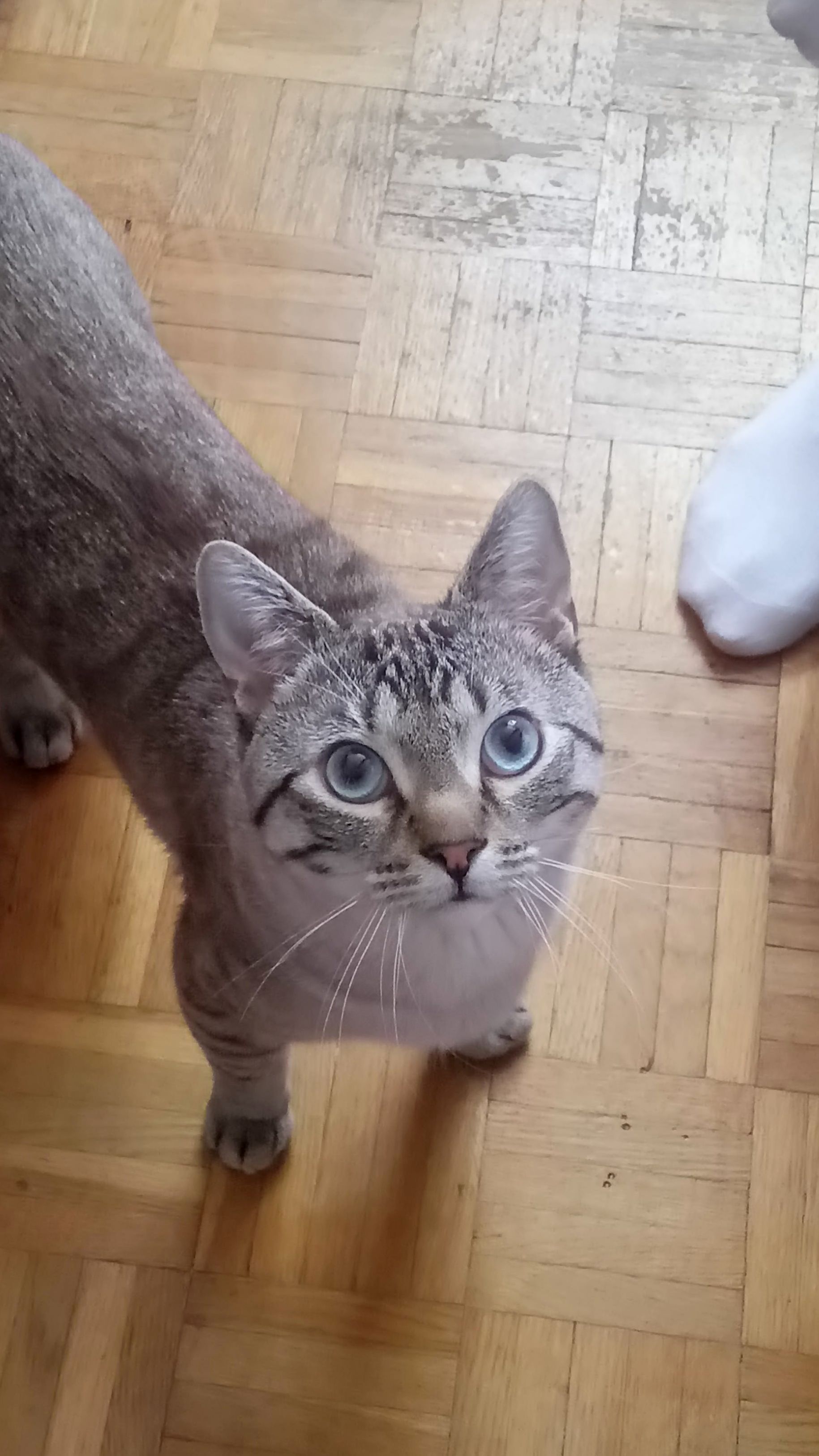 Me and My Fiance Befriended This Adorable Dork at the Place We Stayed During Our Latest Trip