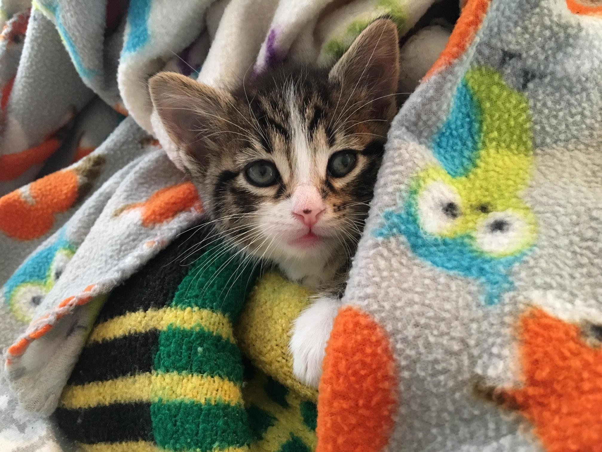 Meet Arthur
