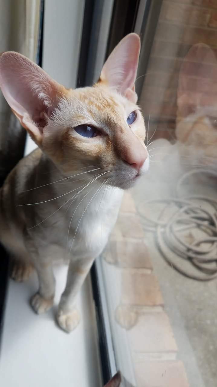 Meet Babby! Our Flamepoint Oriental. @Babby, Guava and Friends on Fb!