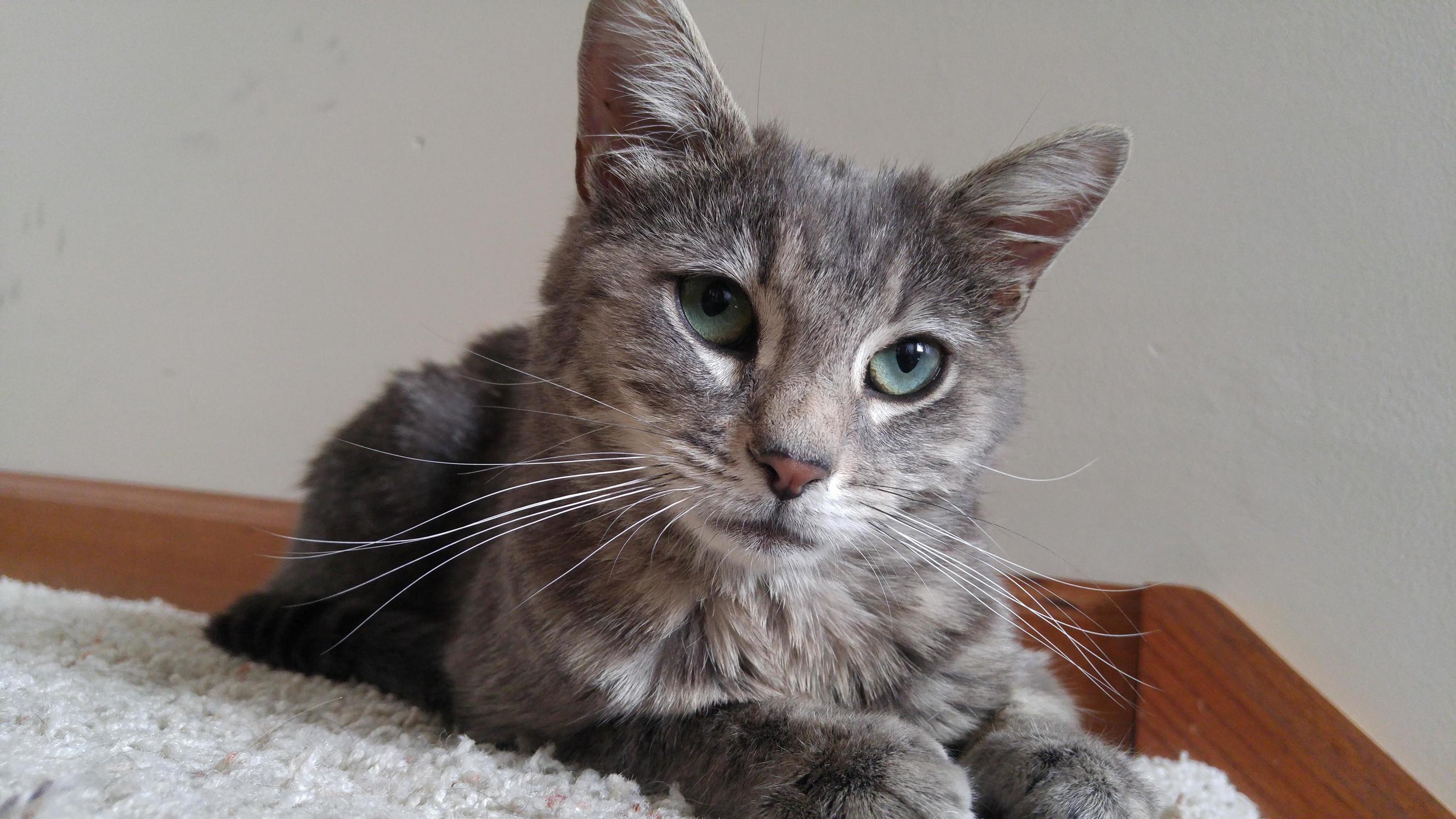 Meet Cupcake