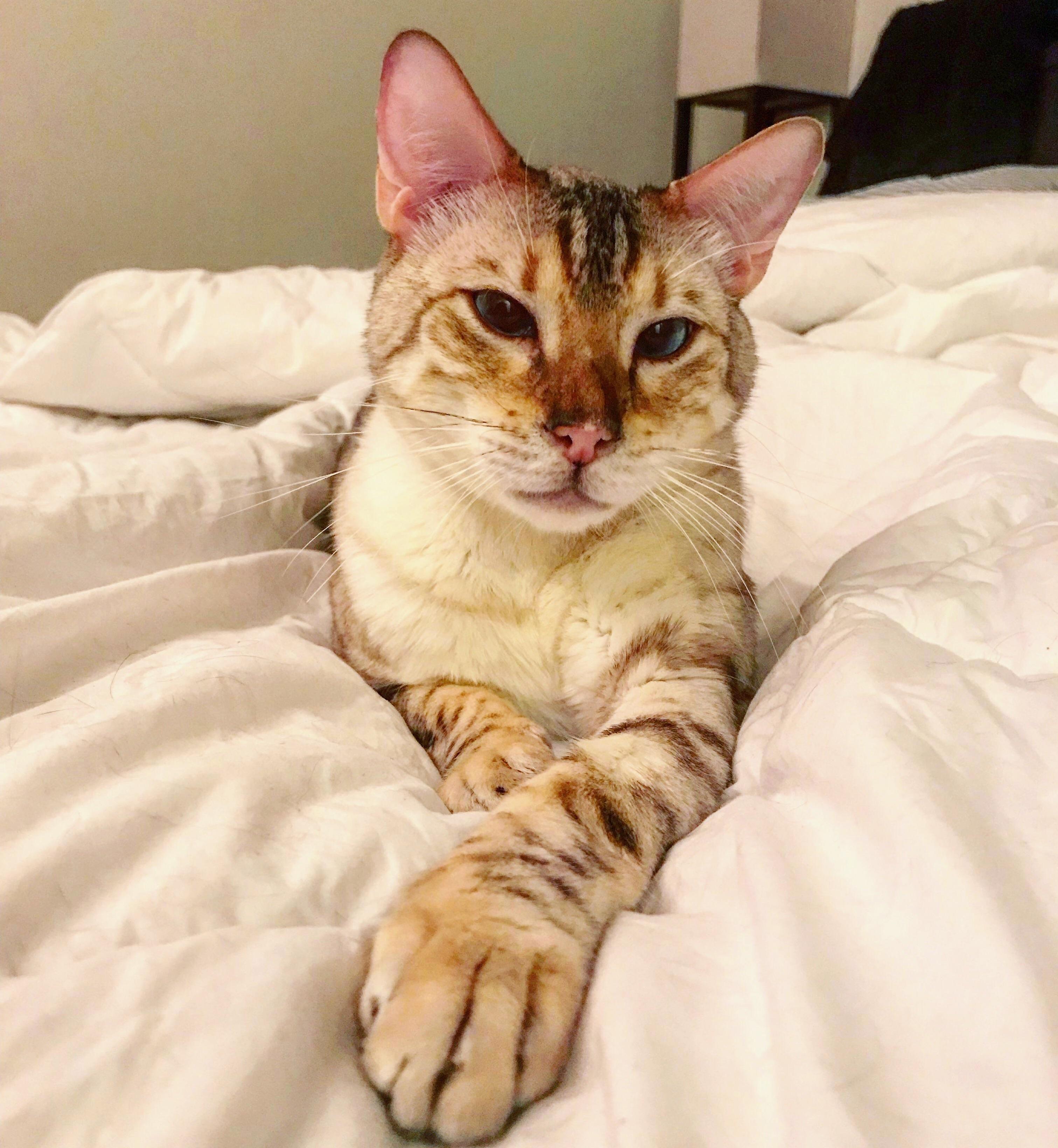 Meet Fawkes the Snow Bengal. I Never Knew a Cat Could Be So Smart Yet So Dumb, We Love Him Either Way.