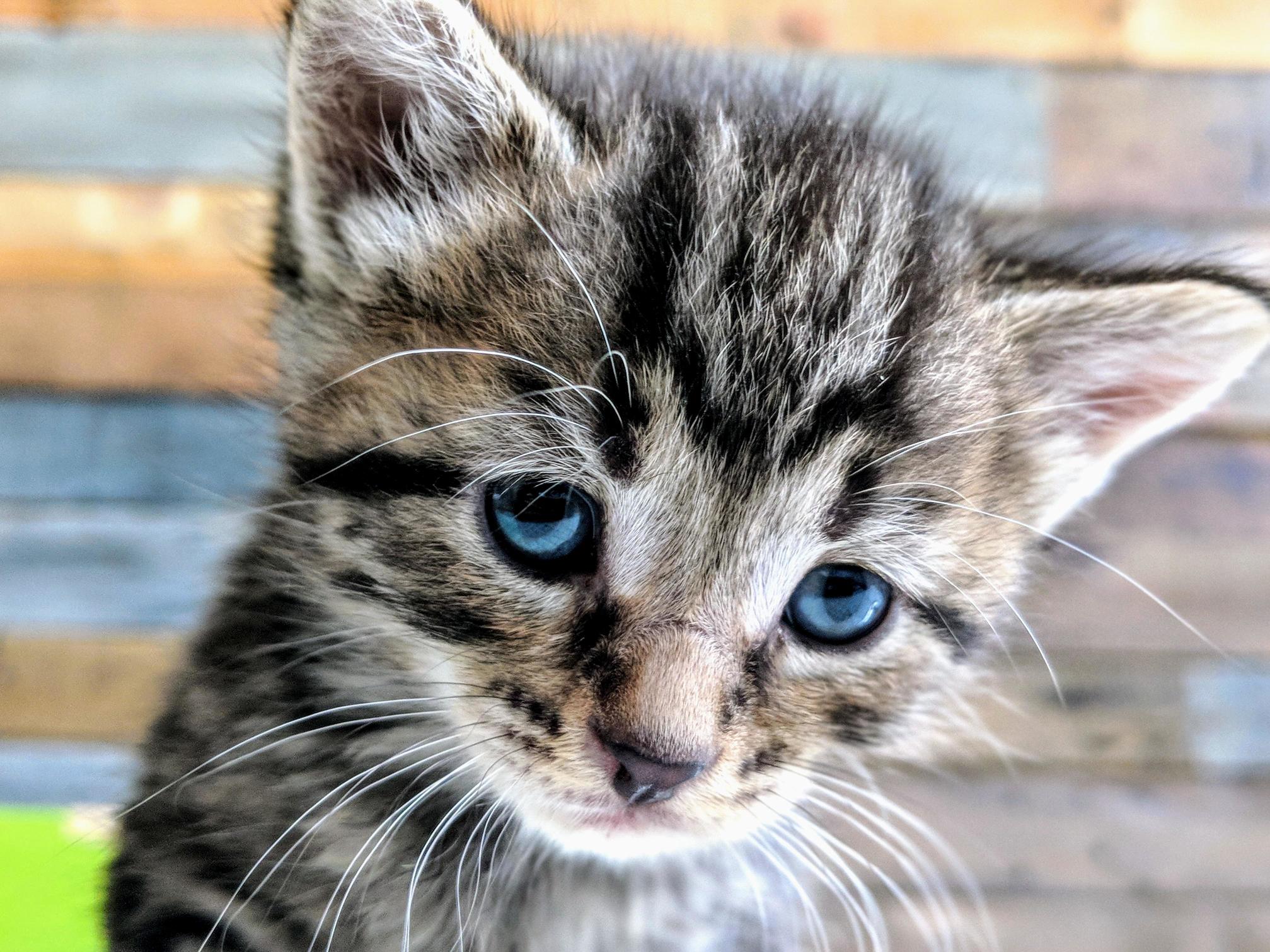 Meet Goliath! the Largest of Our Underdeveloped Kittens