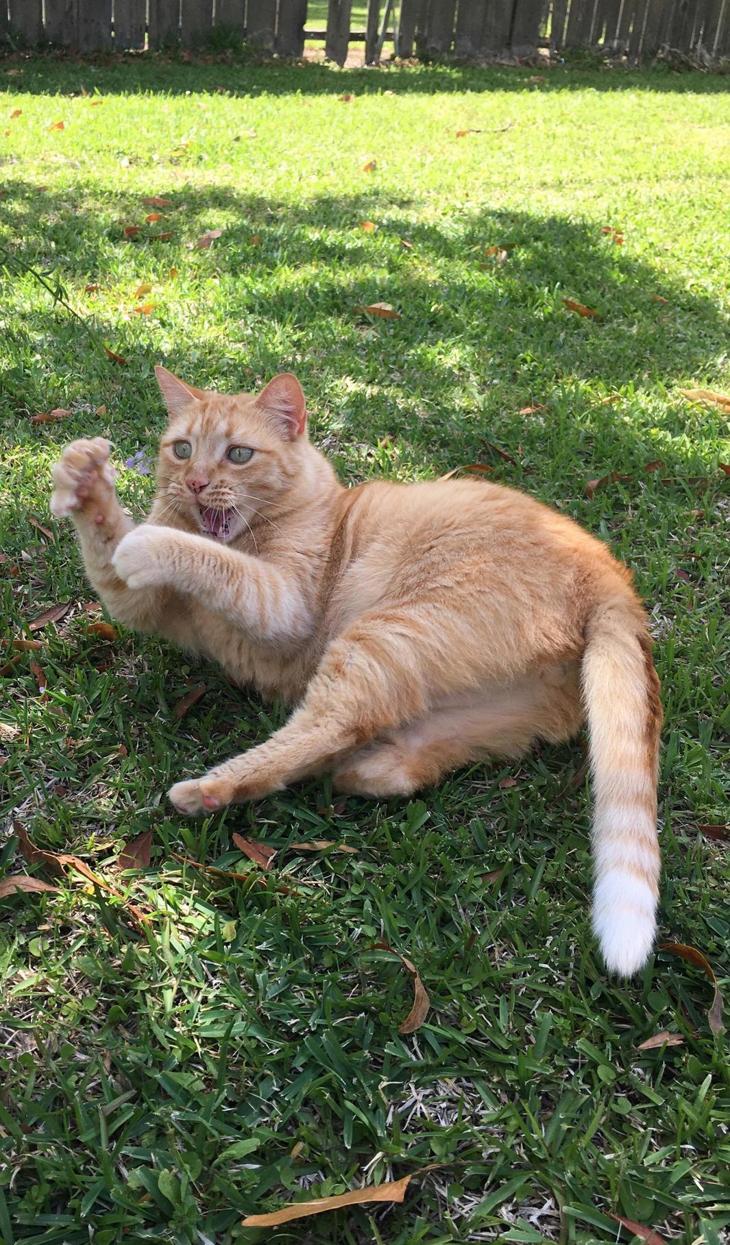 Meet Kit! Hes My Kitty Cat, My Kitty Cat Kit!