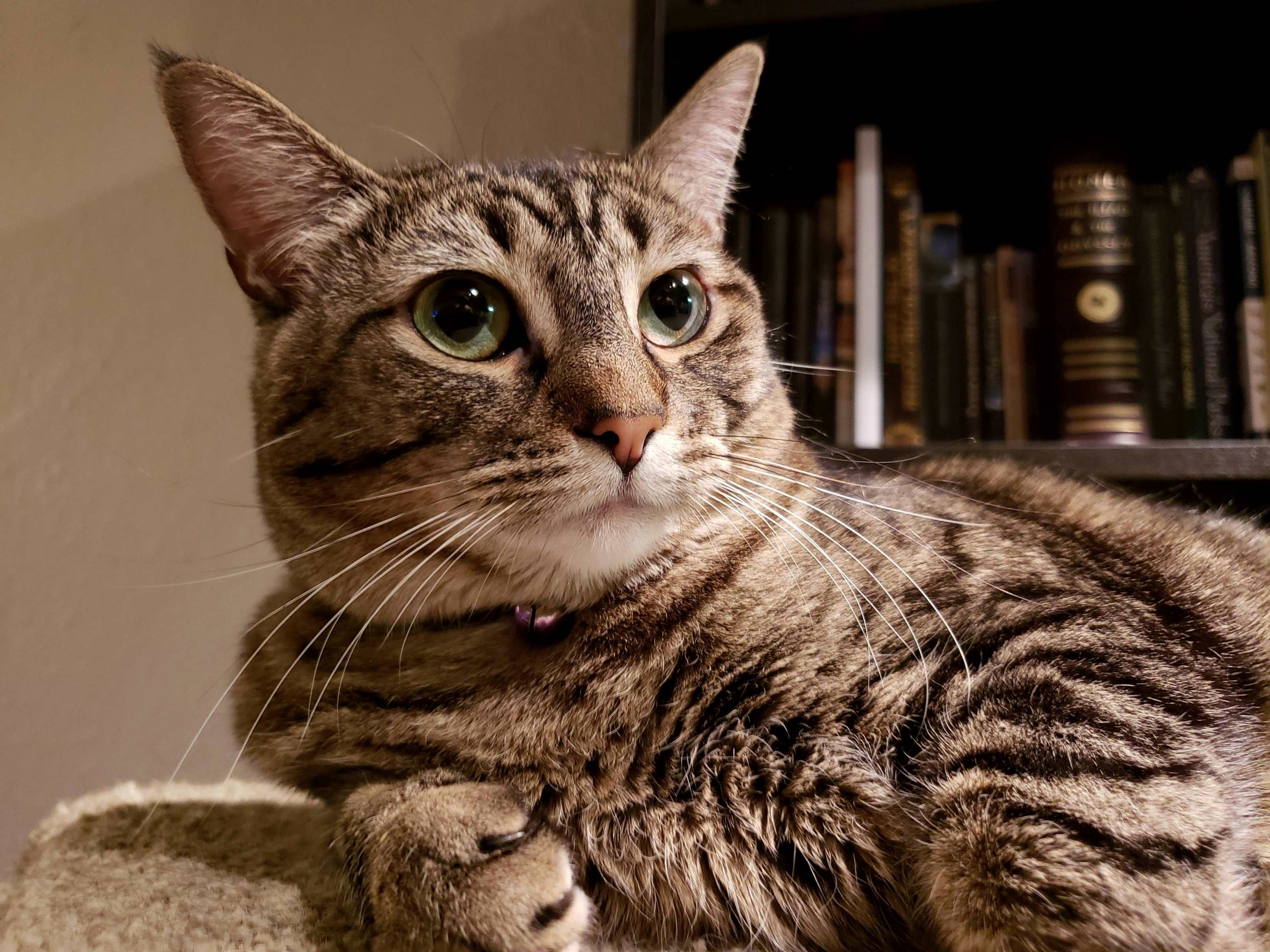 Meet Luna