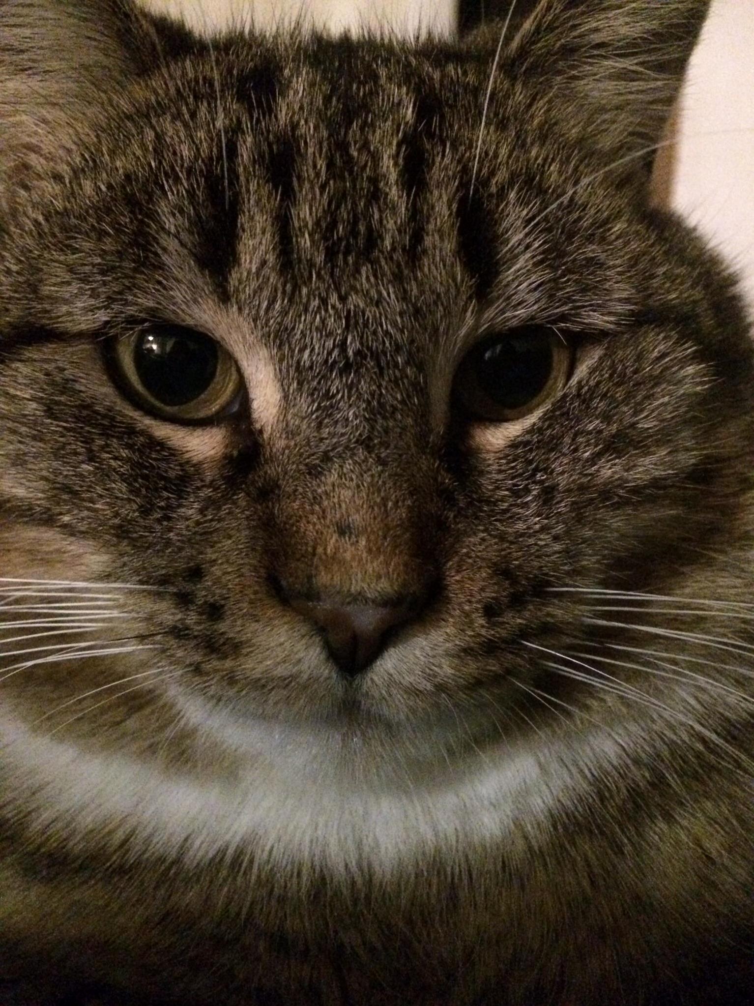 Meet Mr. Meowzers. His Favorite Activities Include Eating Paper, Biting Feet, and Sitting in Cupboards.
