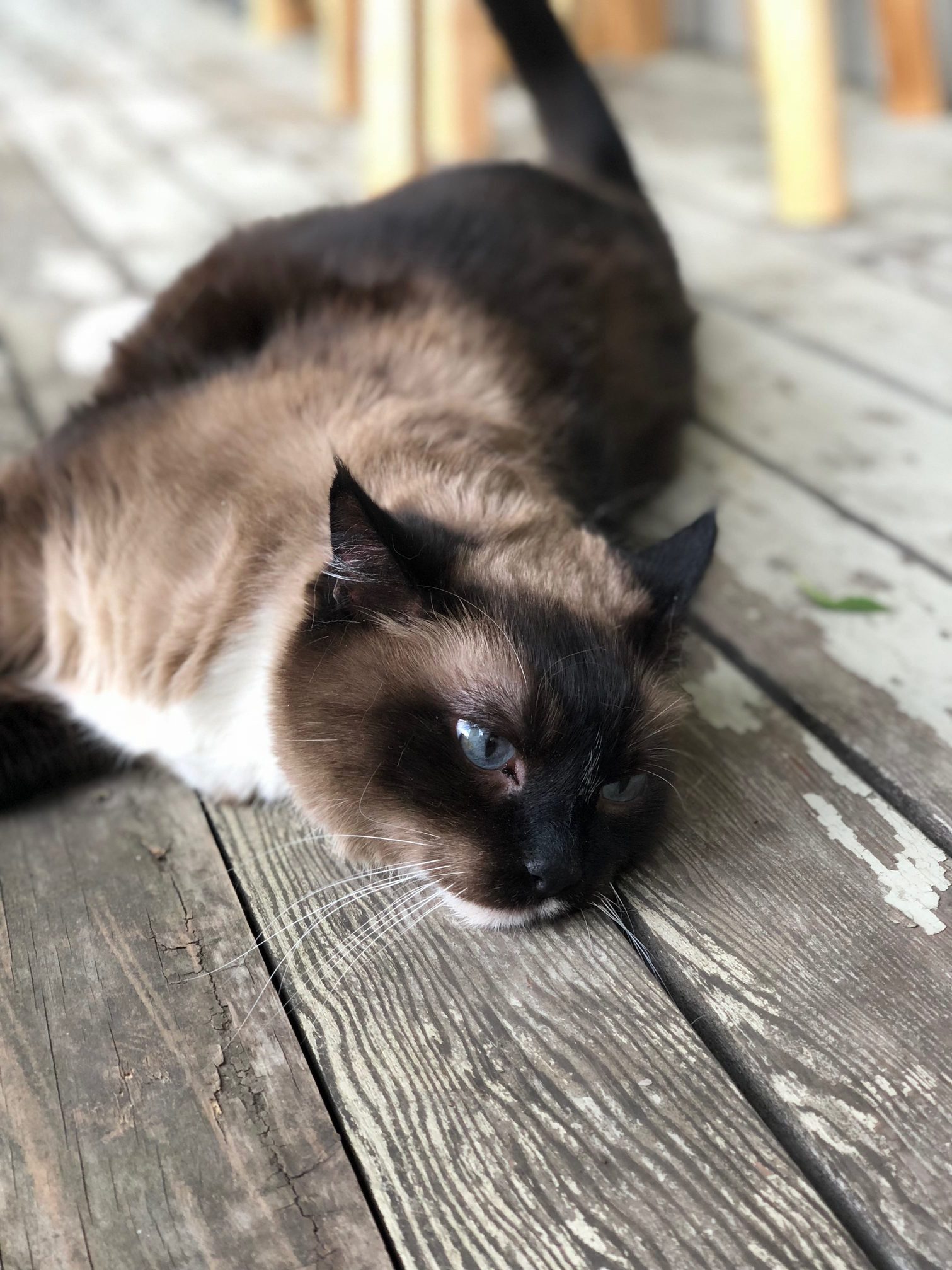 Meet My Siamese Ragdoll, Foosey!