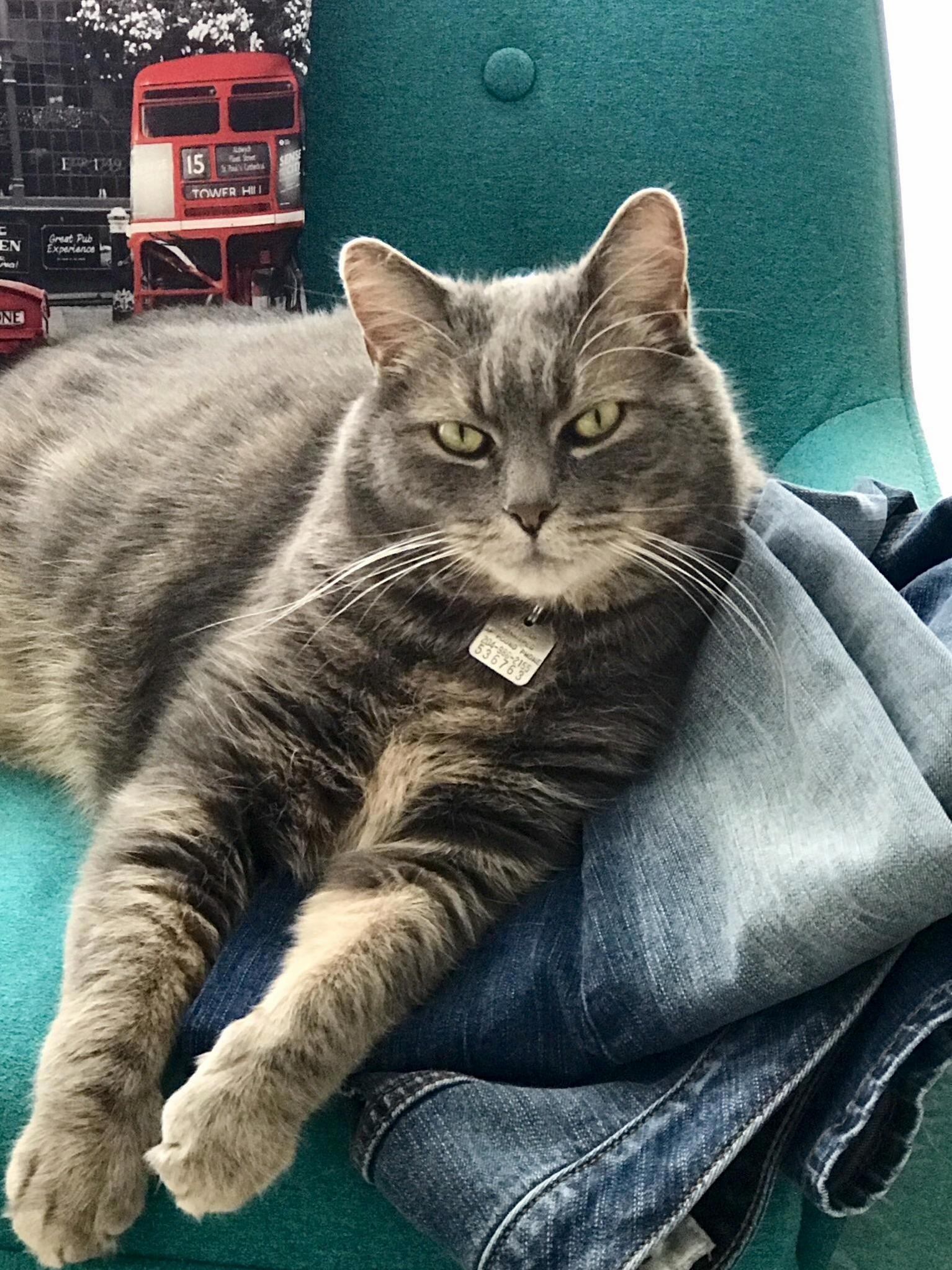 Meet My Simon - aka the Most Interesting Cat in the World Lol