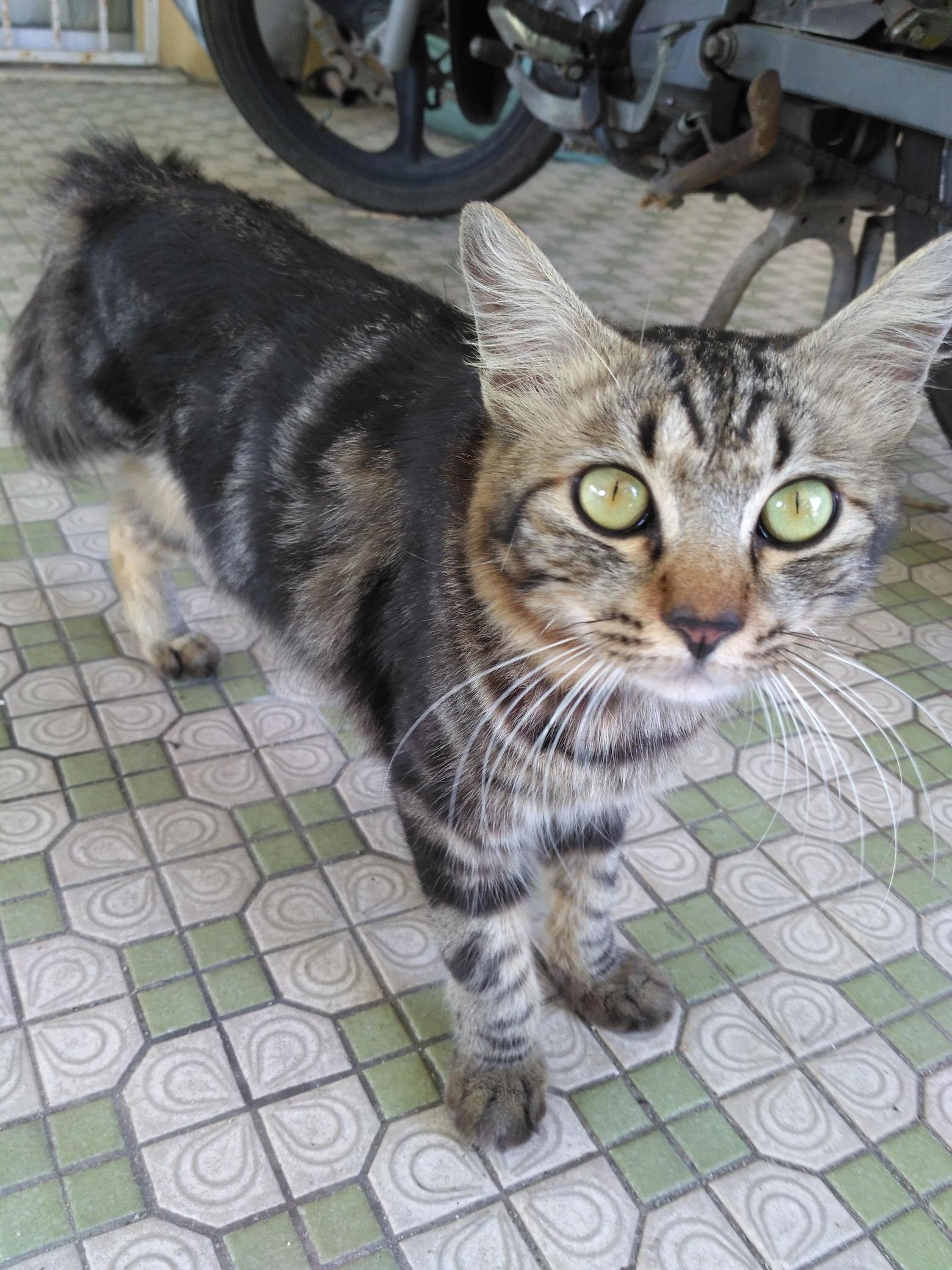Meet My Three-legged Cat, Tripod.