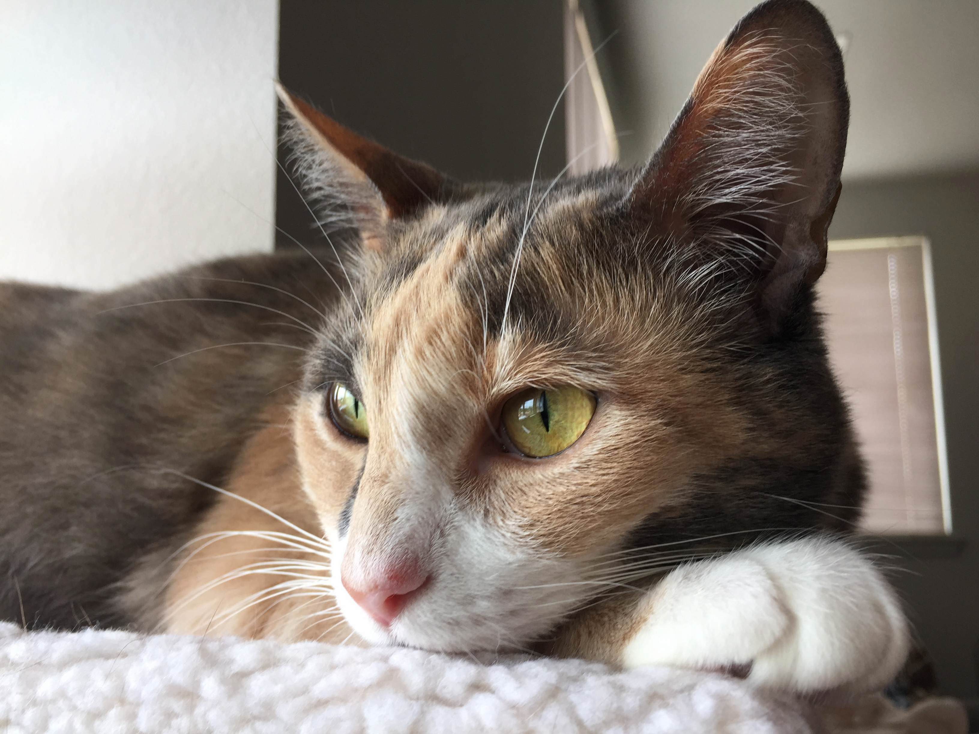 Meet Our Diluted Tortie, Mina!