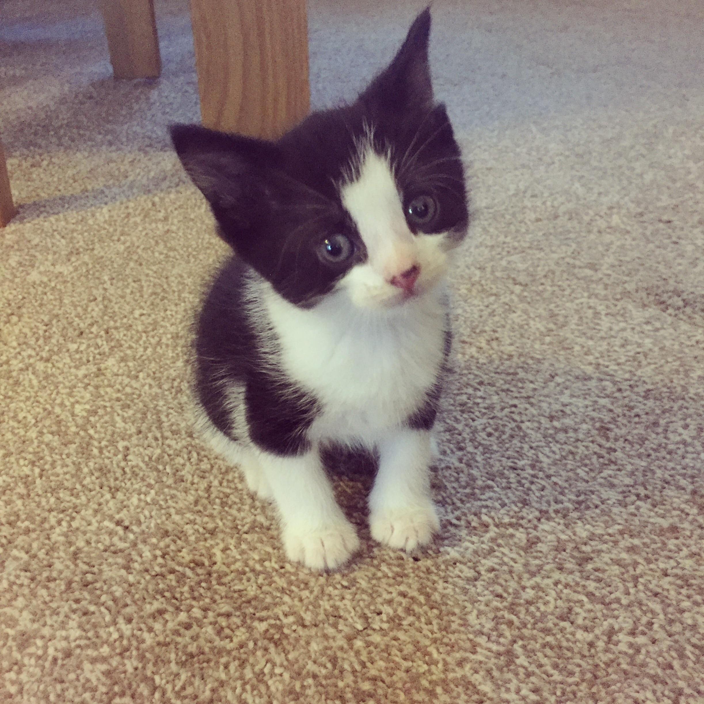 Meet Our Newest Addition to the Family. Oreo