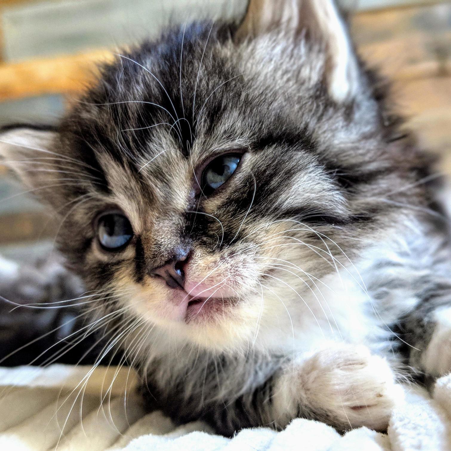 Meet Rue aka Diarrhea Girl. Shes by Far the Smartest of the Bunch!