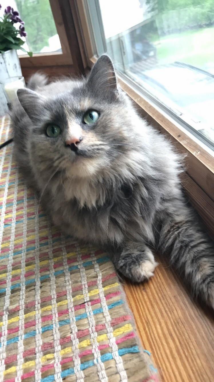 Meet Sky, or As I Like to Call Her Lil Kitler.