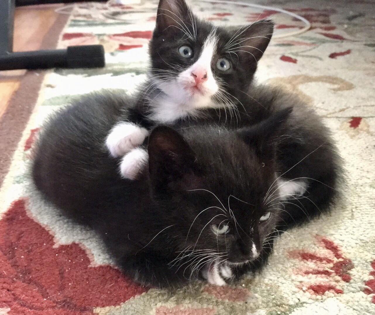 Meet the New Additions to the Family Hank and Dean!