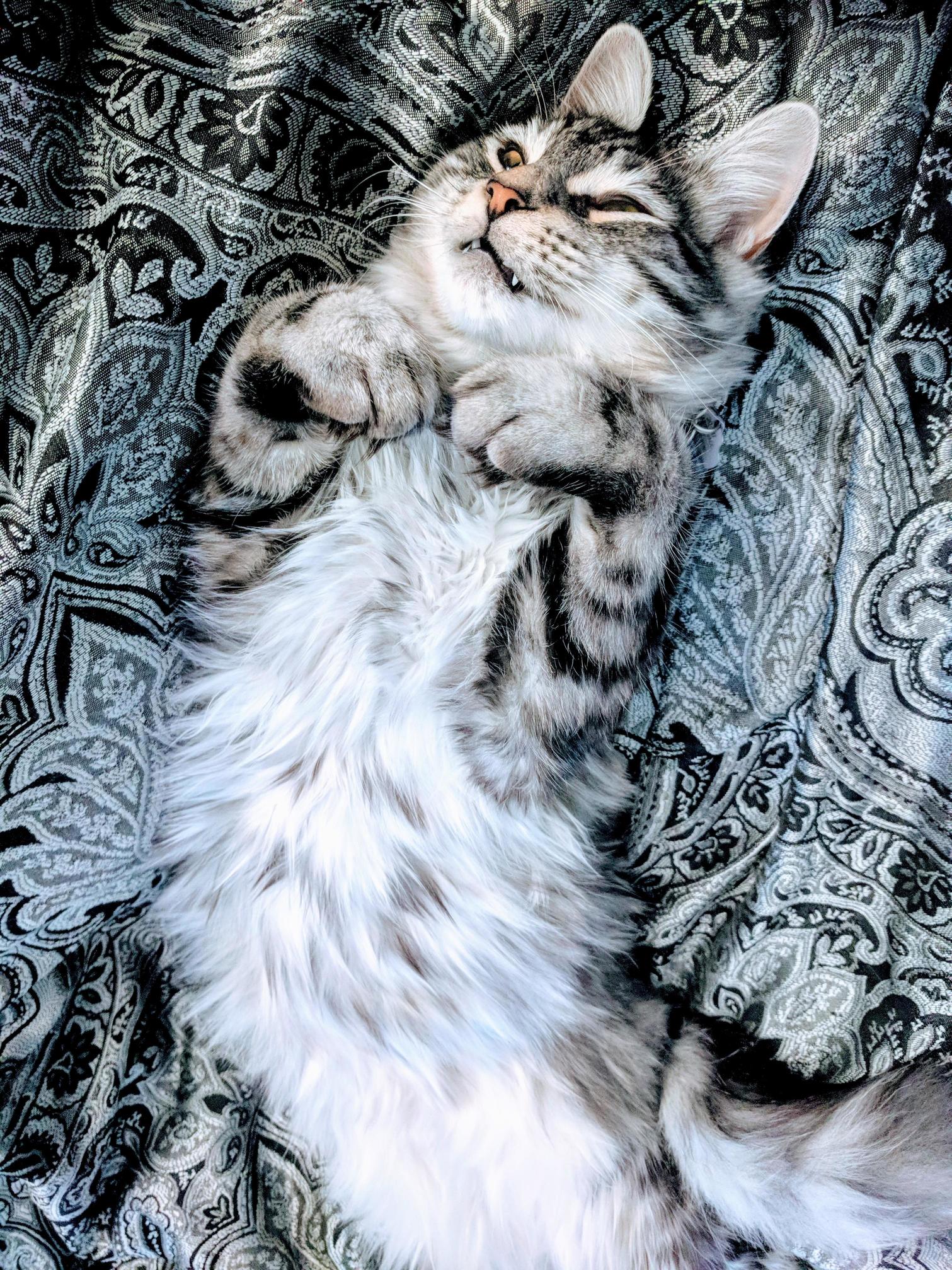Merlin Is Just So Dang Photogenic.