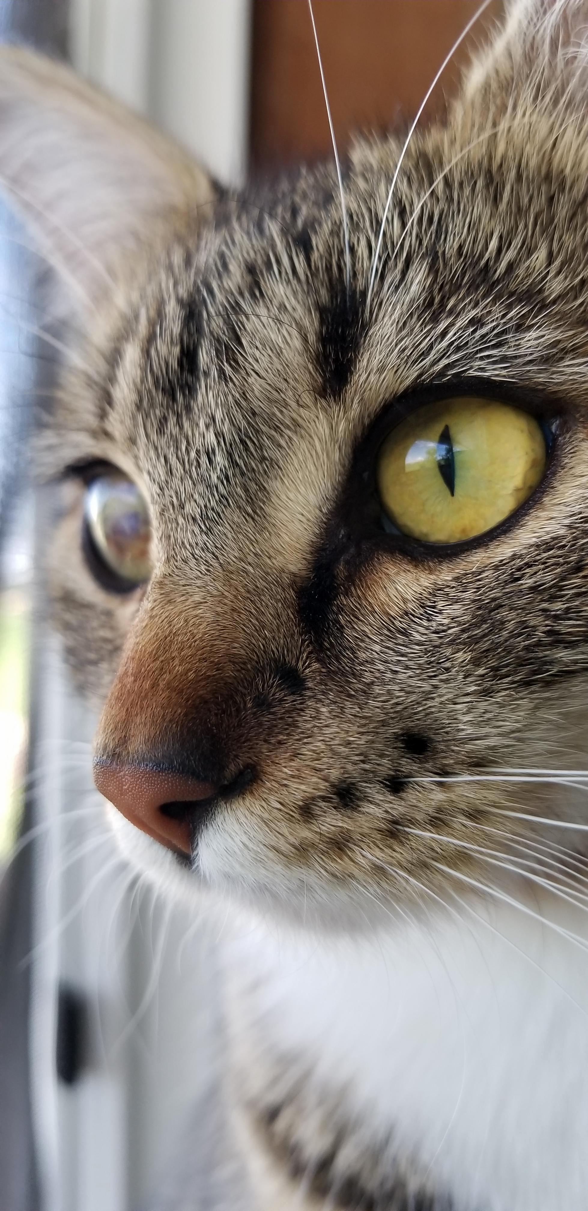 Might Only Have One Good Eye, but She Is Quite the Hunter.