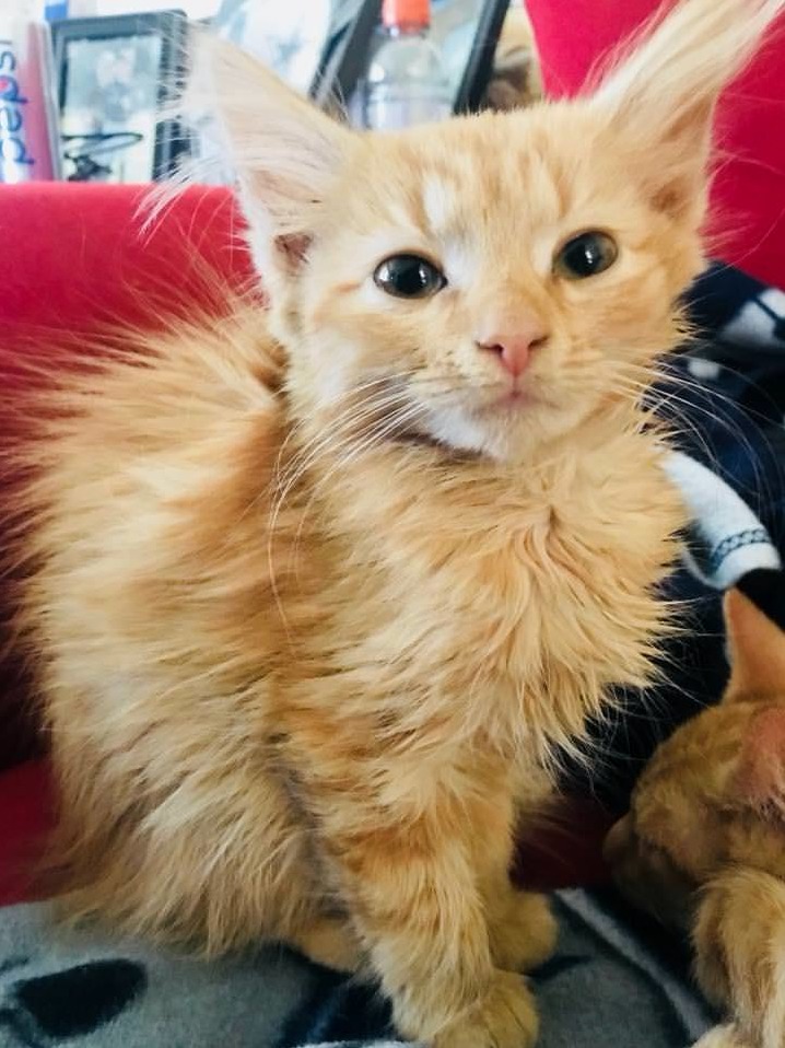 Missing Cat Found