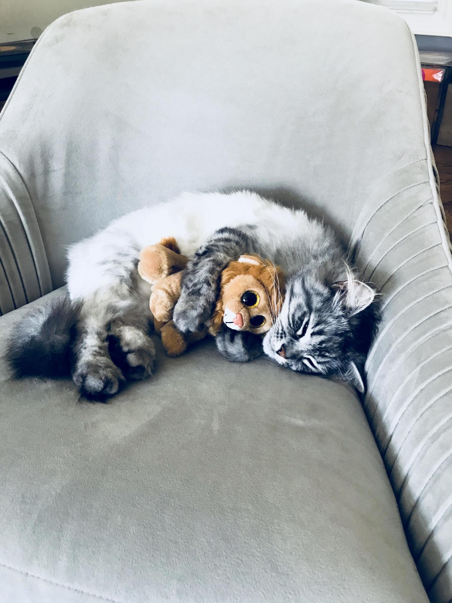 Mitri, the 3 Year Old Siberian, Is Mourning the Sudden Loss of His Twin Brother