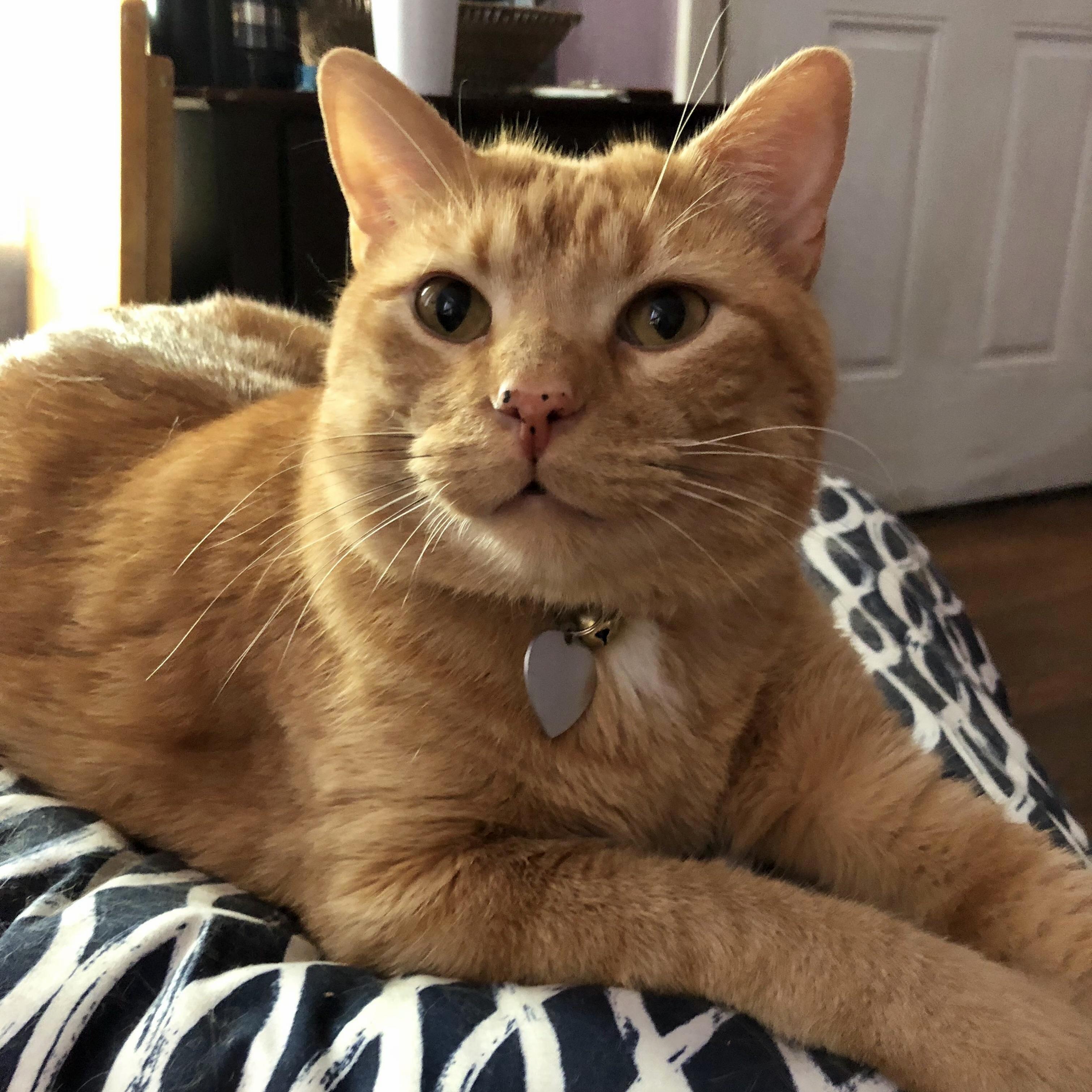 Molly, Feline Boss Lady. Enjoys Treats, Naps, Boxing the Dogs, and Praying on the Stairs.