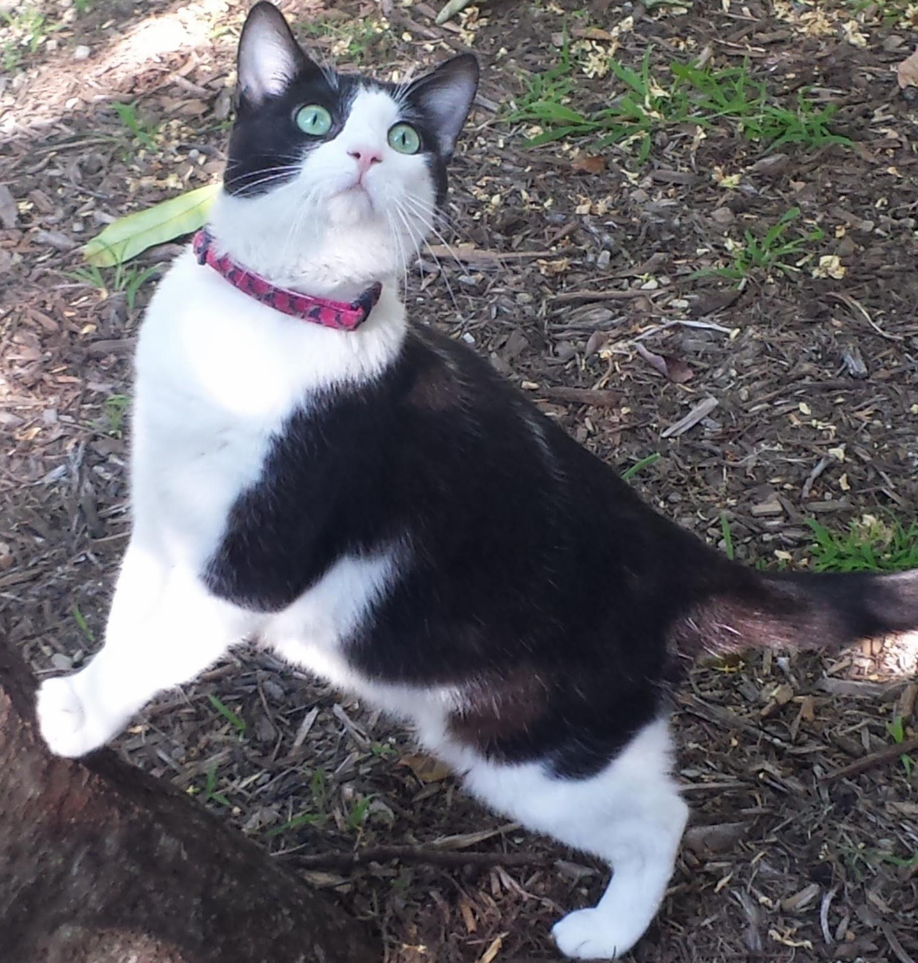 Momo Gives Spielberg Face
