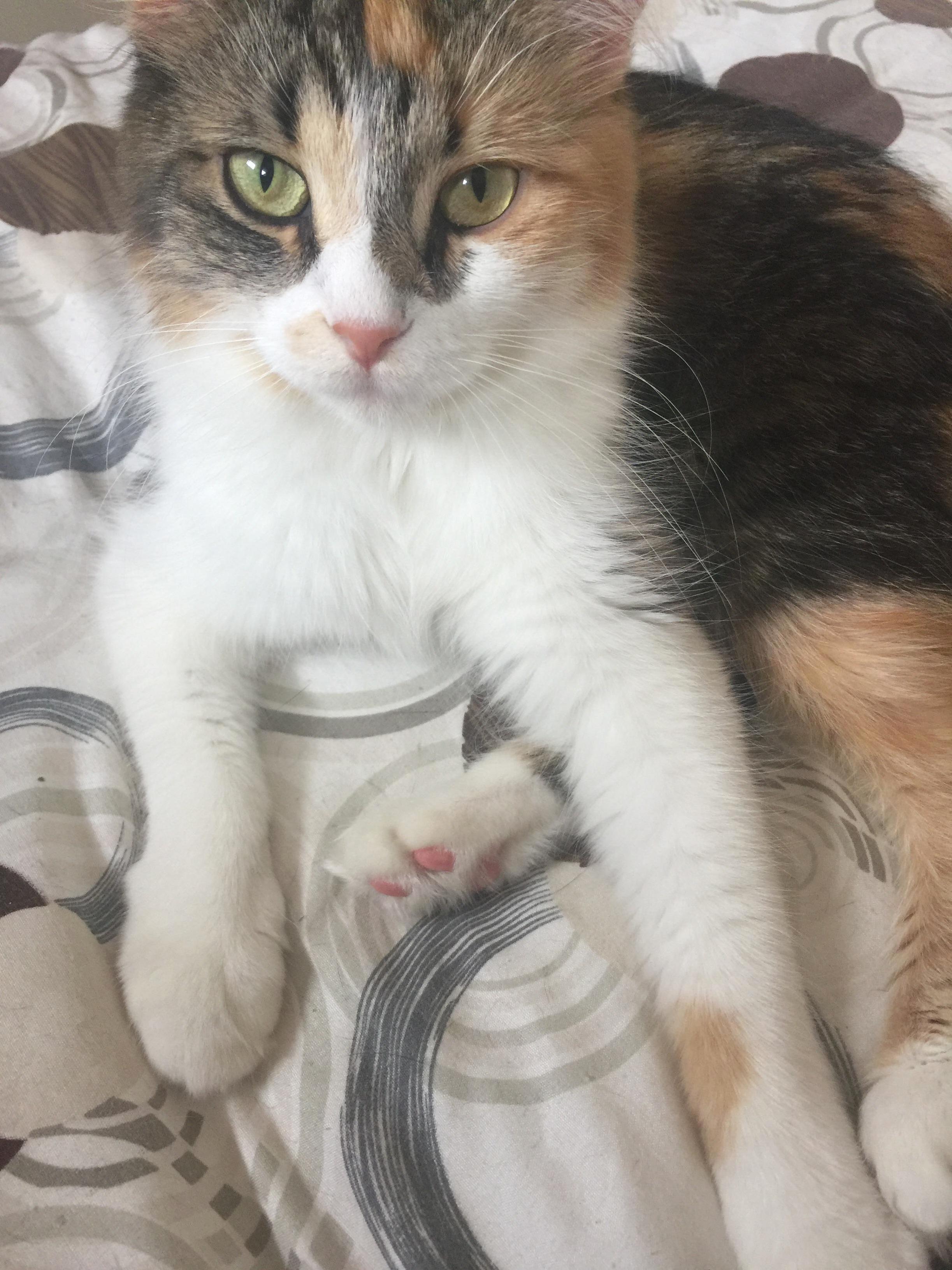 Moog and Her Pink Jellybean Toes