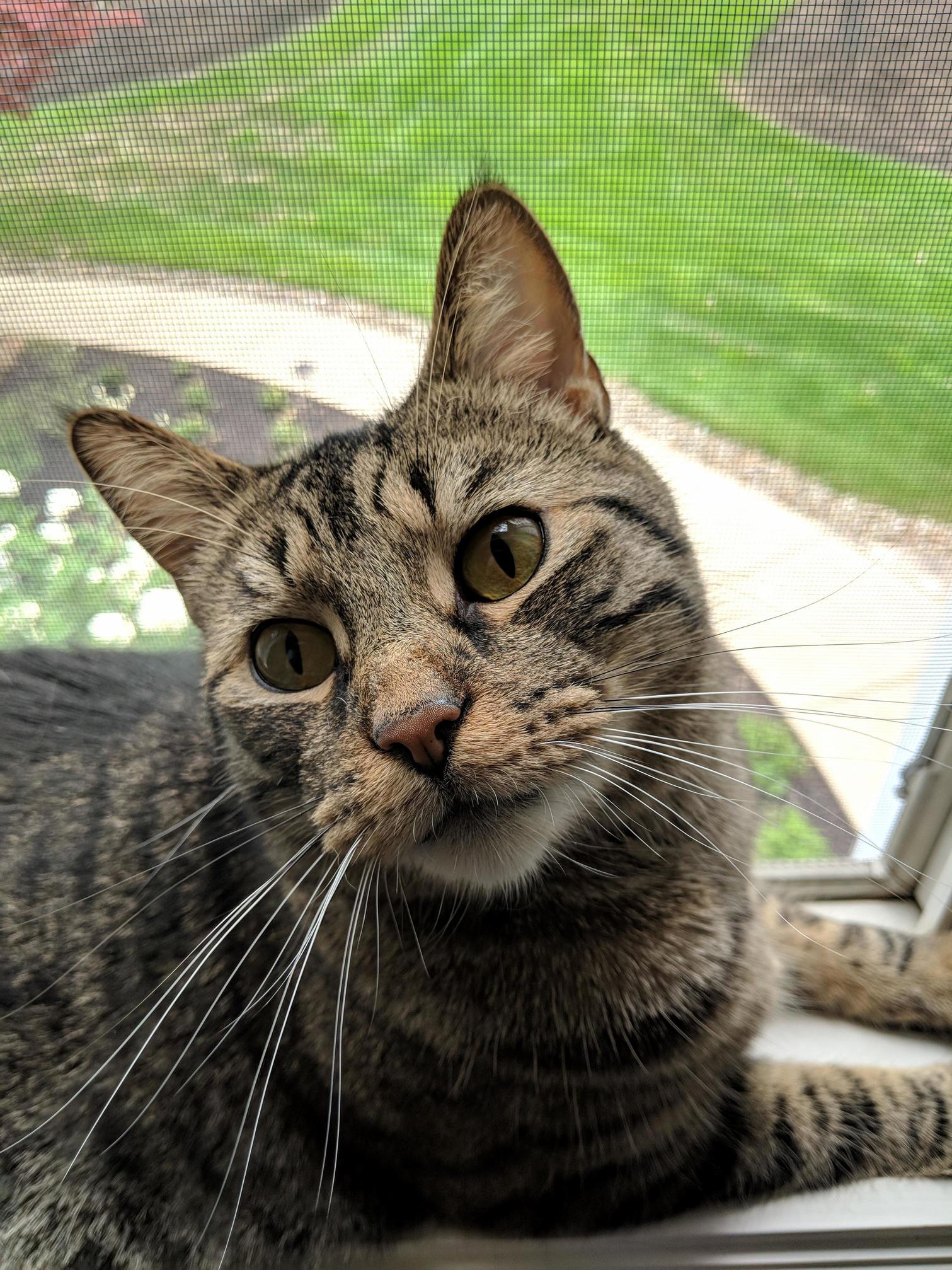 Moved to a New Home, Didnt Take Long for Him to Find His New Favorite Spot.
