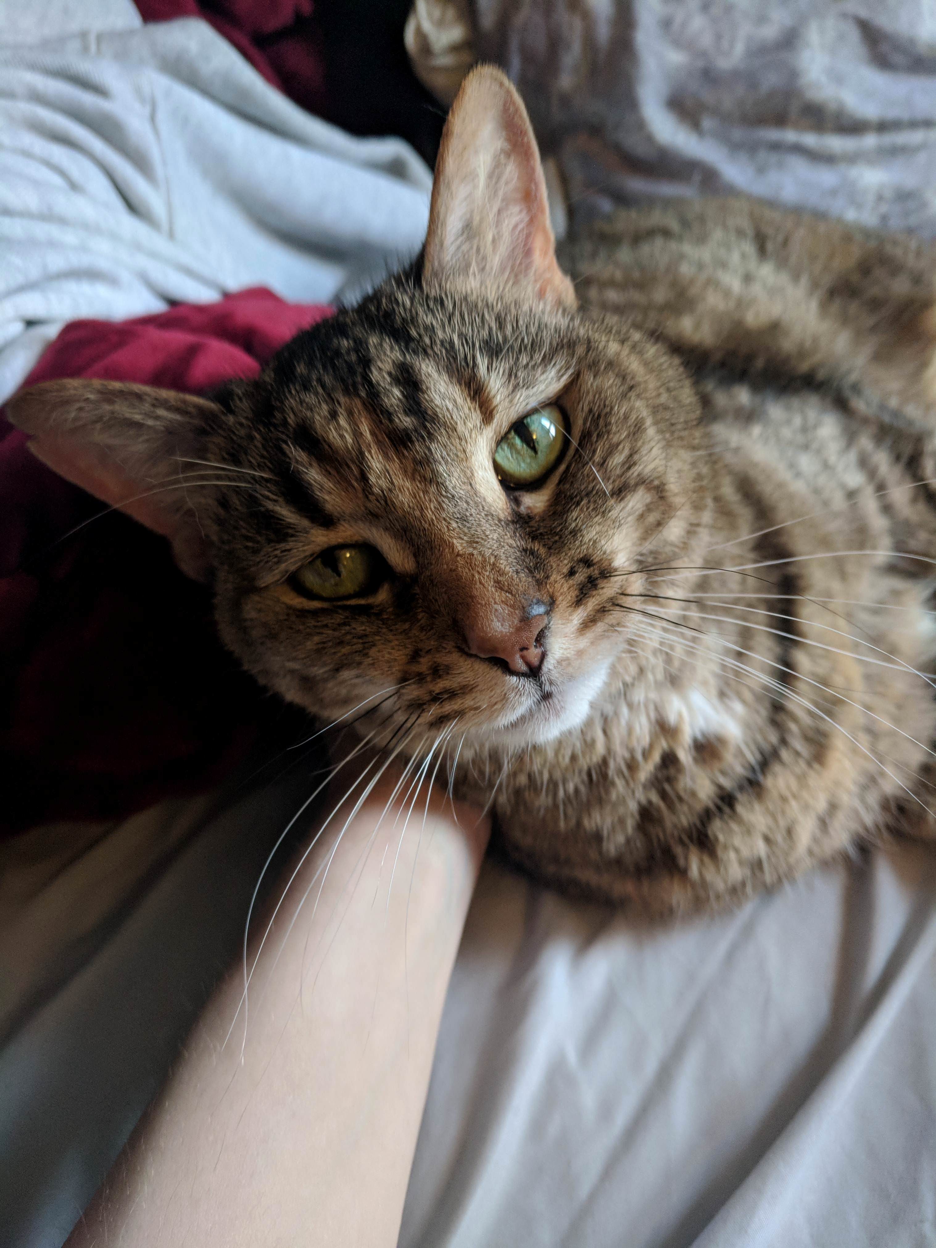 My 12 Year Old Kitty, Meaux