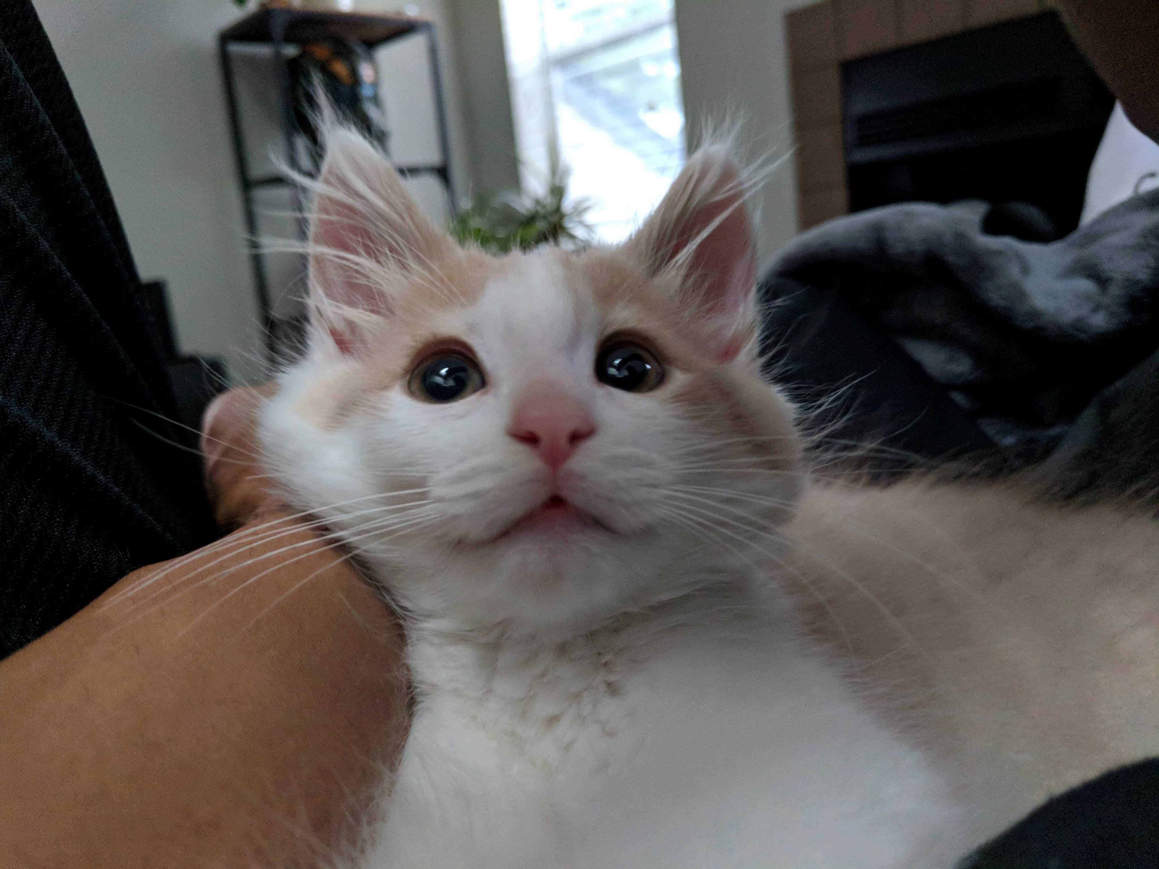 My 4 Month Old Kitten Named Sprocket.