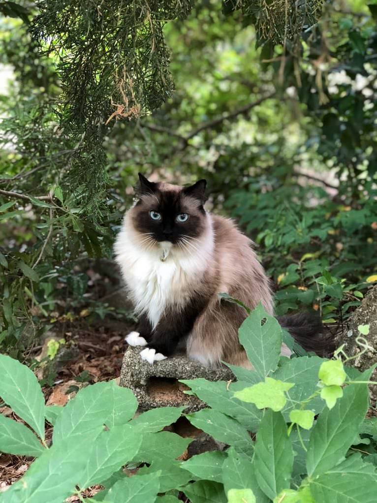 My Adopted Model Kitty, Penelope- Any Ideas What Kind She Might Be