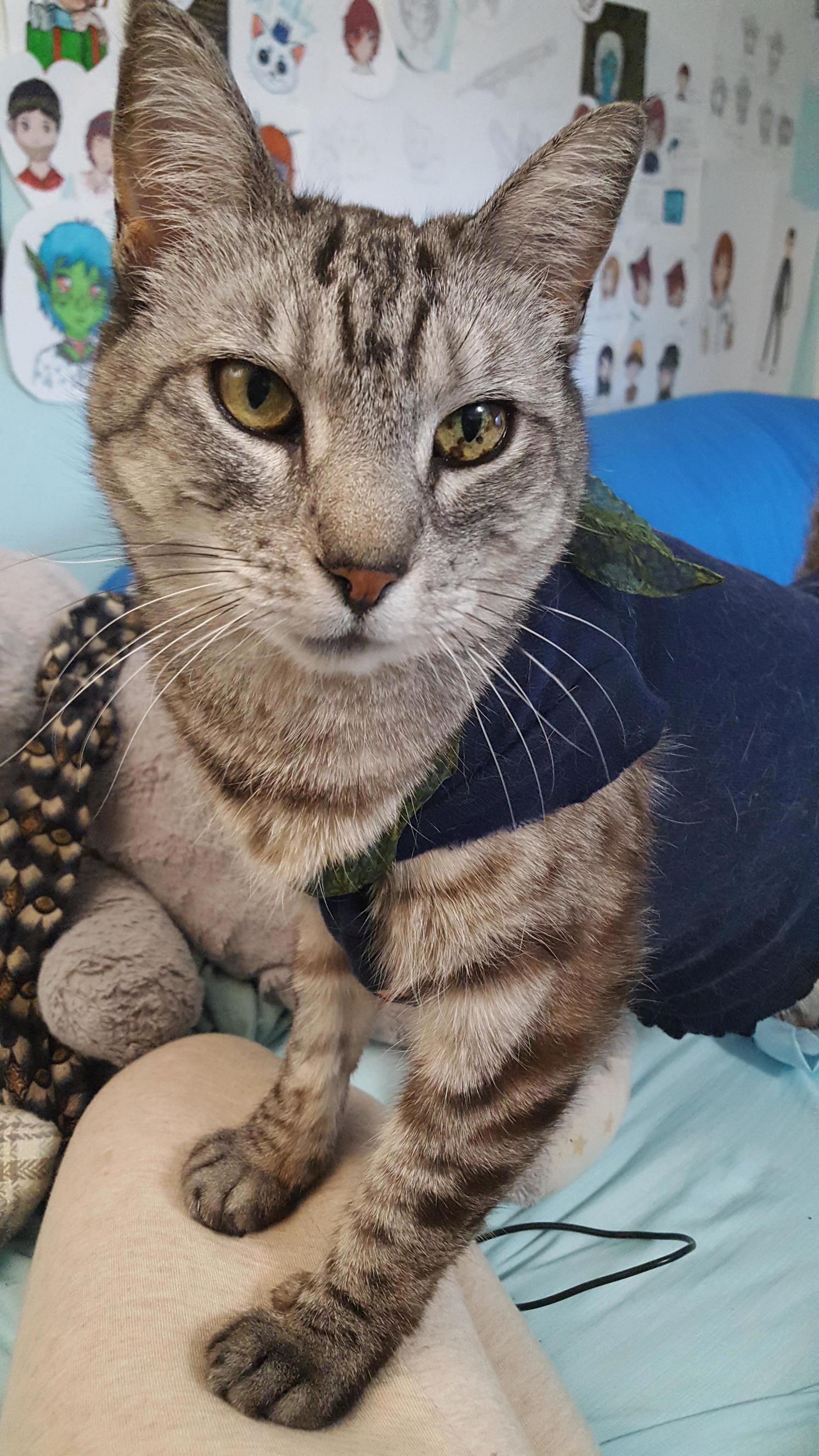 My Baby Frisky, She Made It to 11 Before We Had to Put Her Down. Its Been a Few Weeks and the Other Cats Miss Her As Much As I Do.